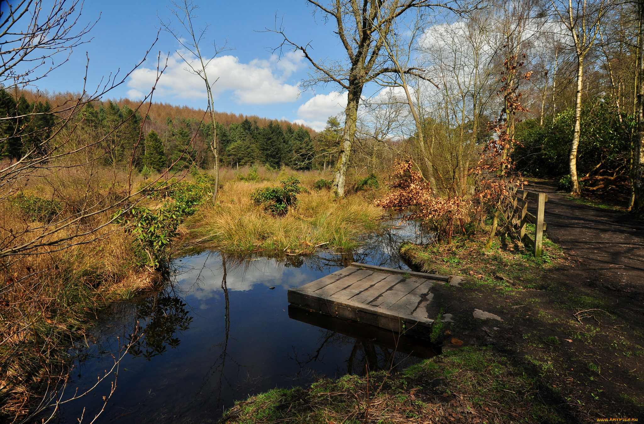 природа, реки, озера, лес, река