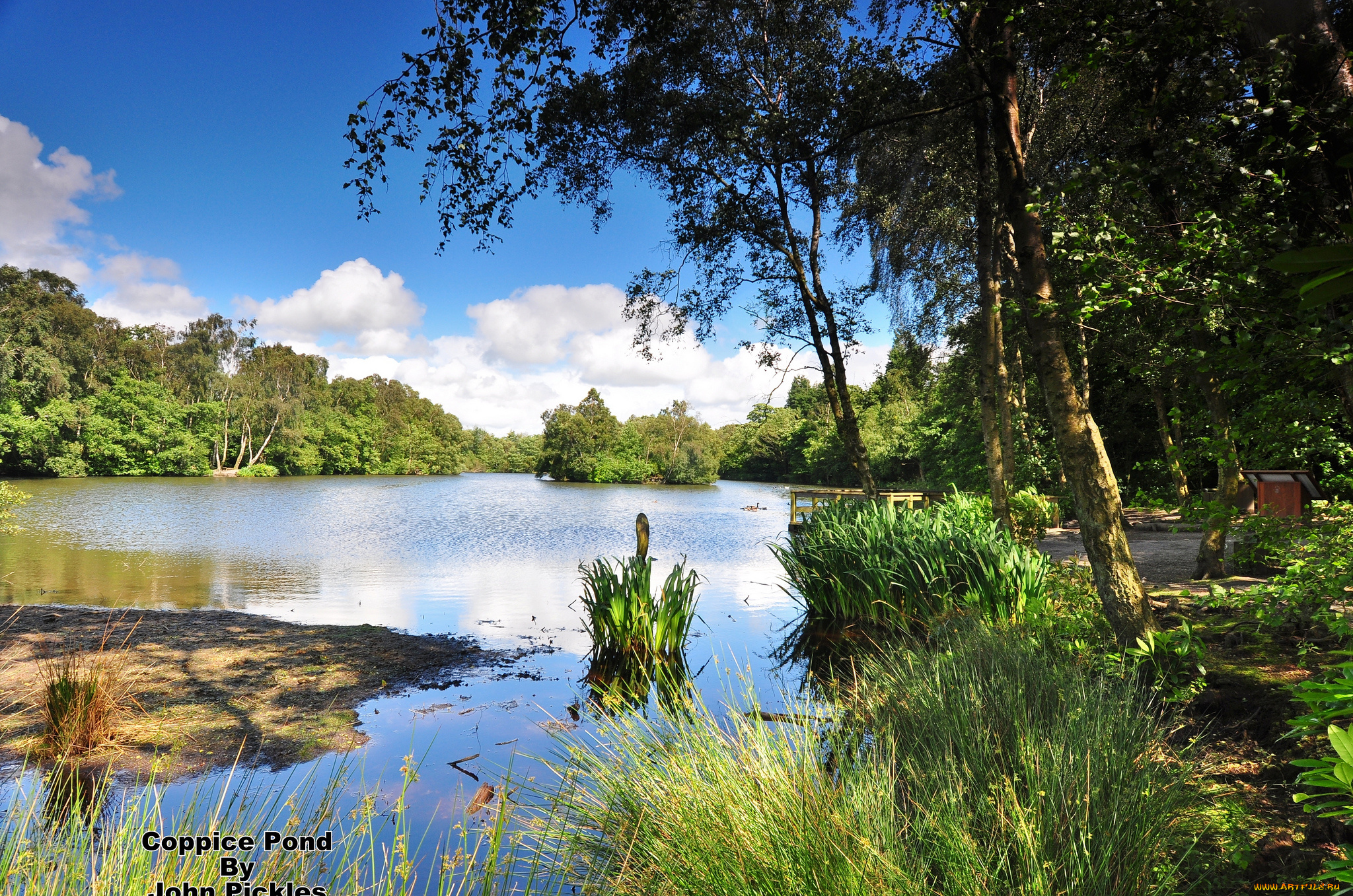 природа, реки, озера, лес, река
