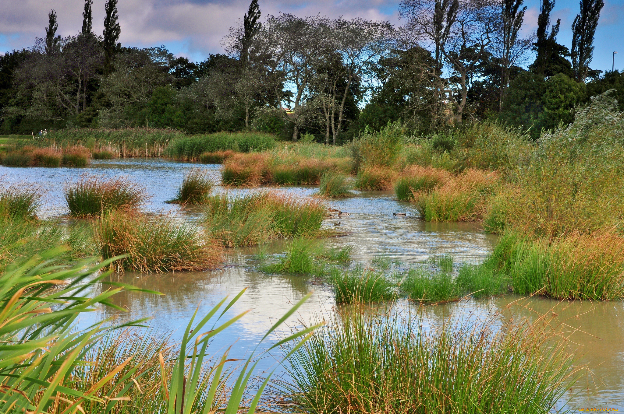 природа, реки, озера, лес, река