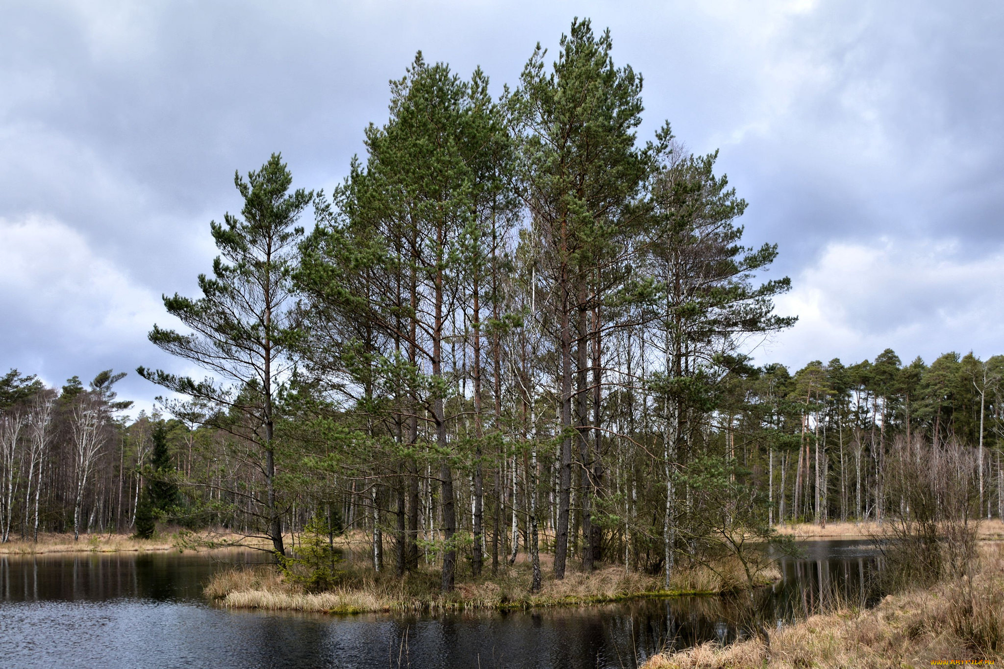 природа, реки, озера, лес, река