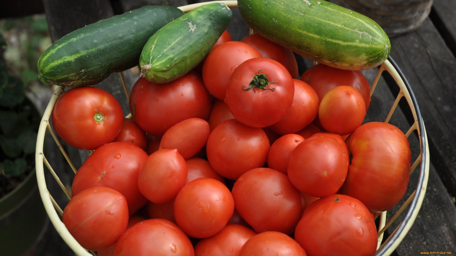 еда, овощи, томаты, помидоры