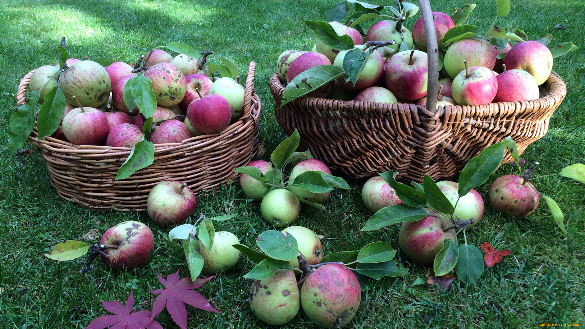 еда, Яблоки, плоды