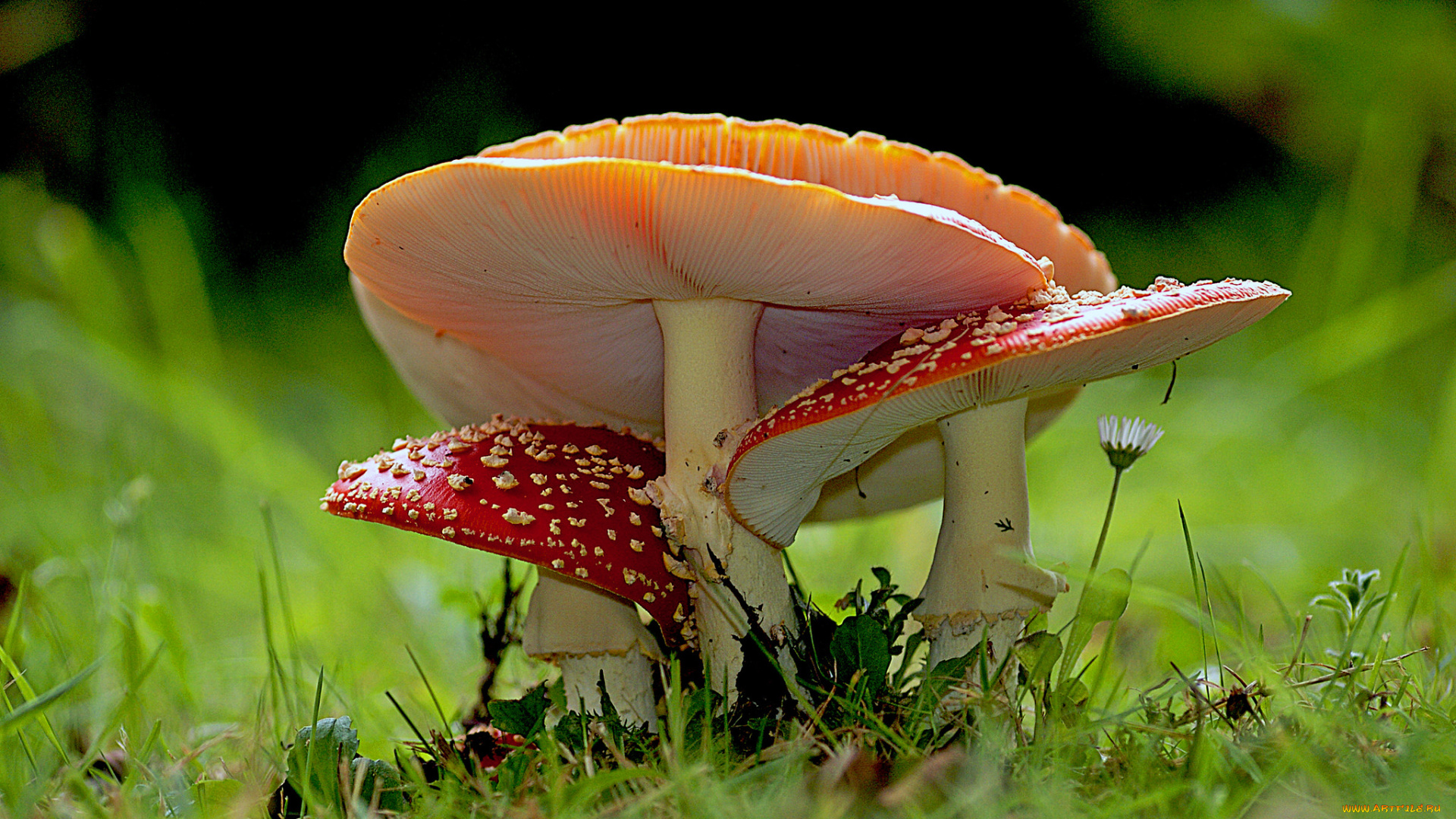 природа, грибы, , мухомор, грибочки