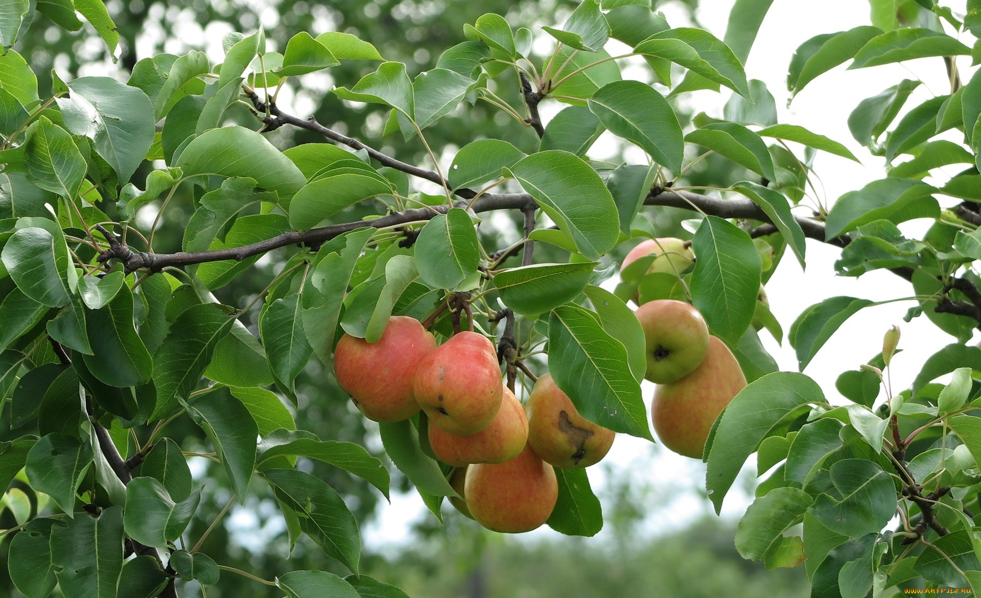 природа, плоды, груши, ветки