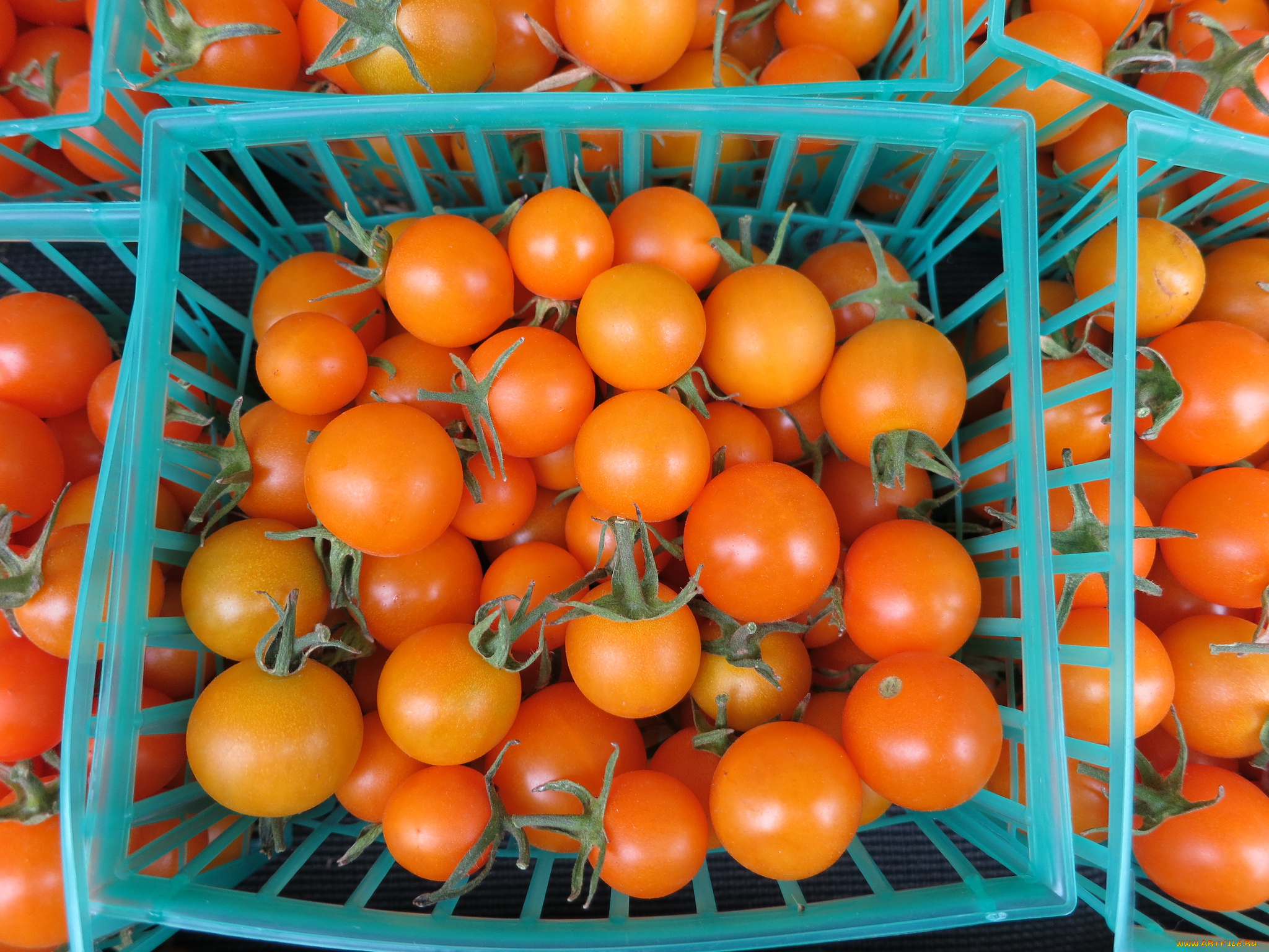 еда, помидоры, томаты