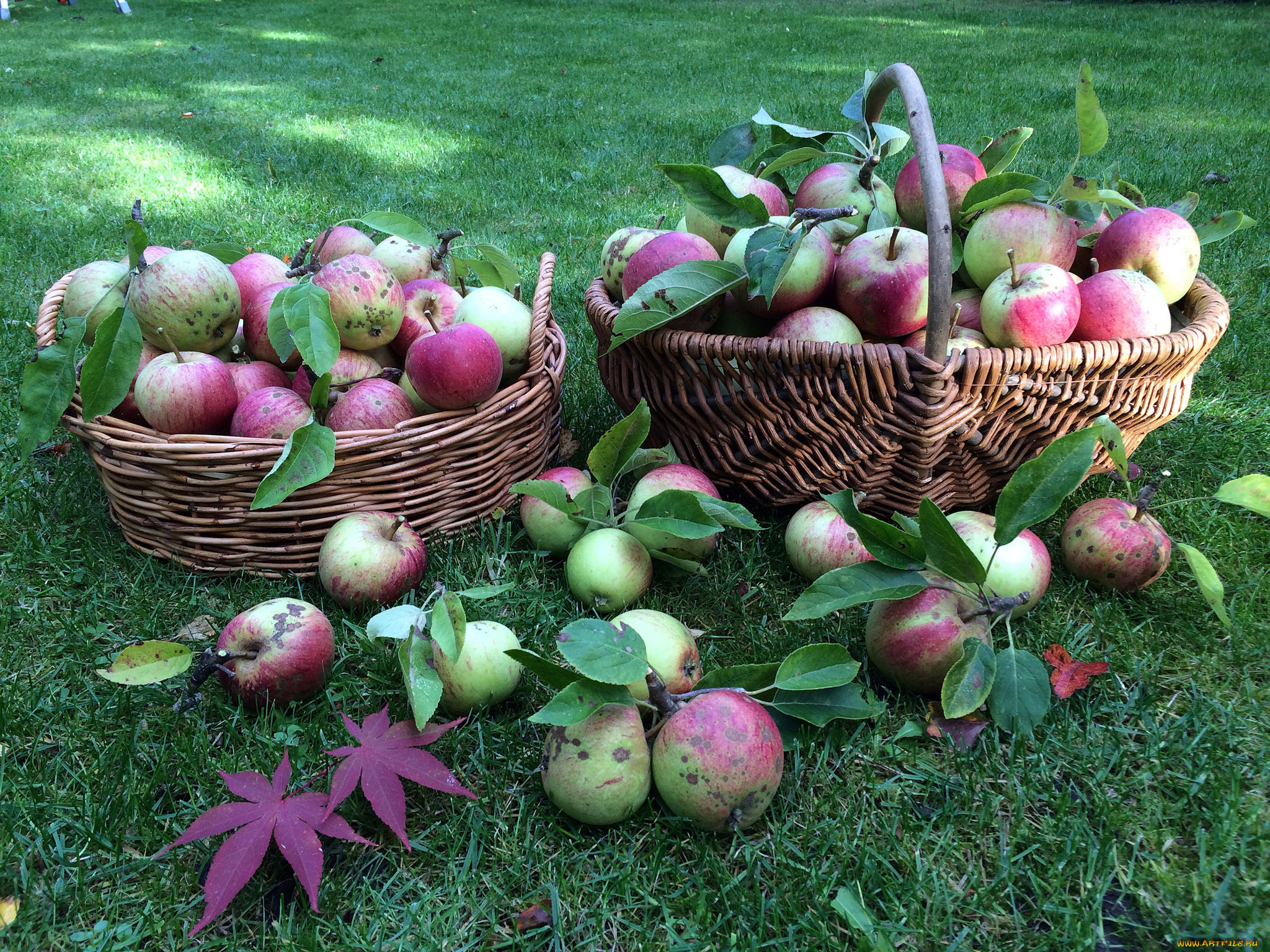 еда, Яблоки, плоды