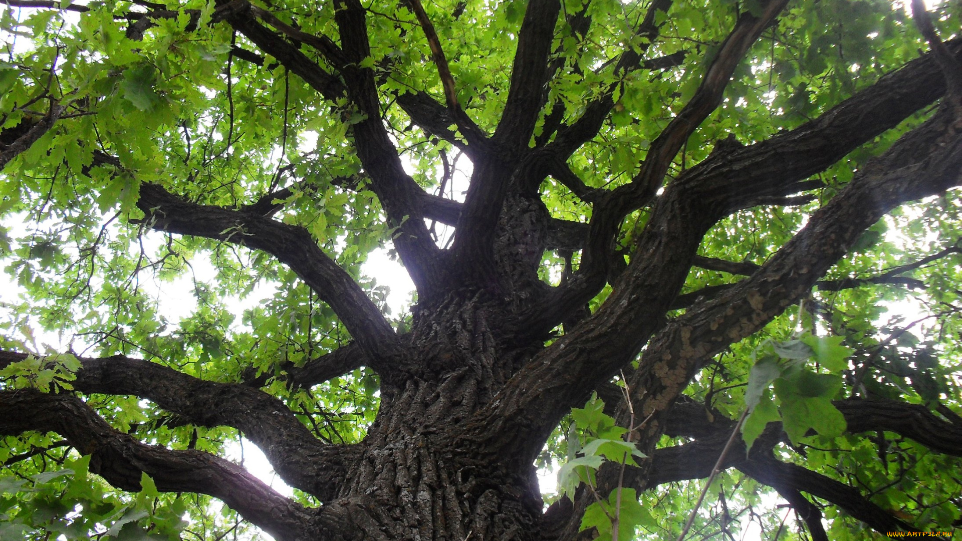 природа, лес, деревья