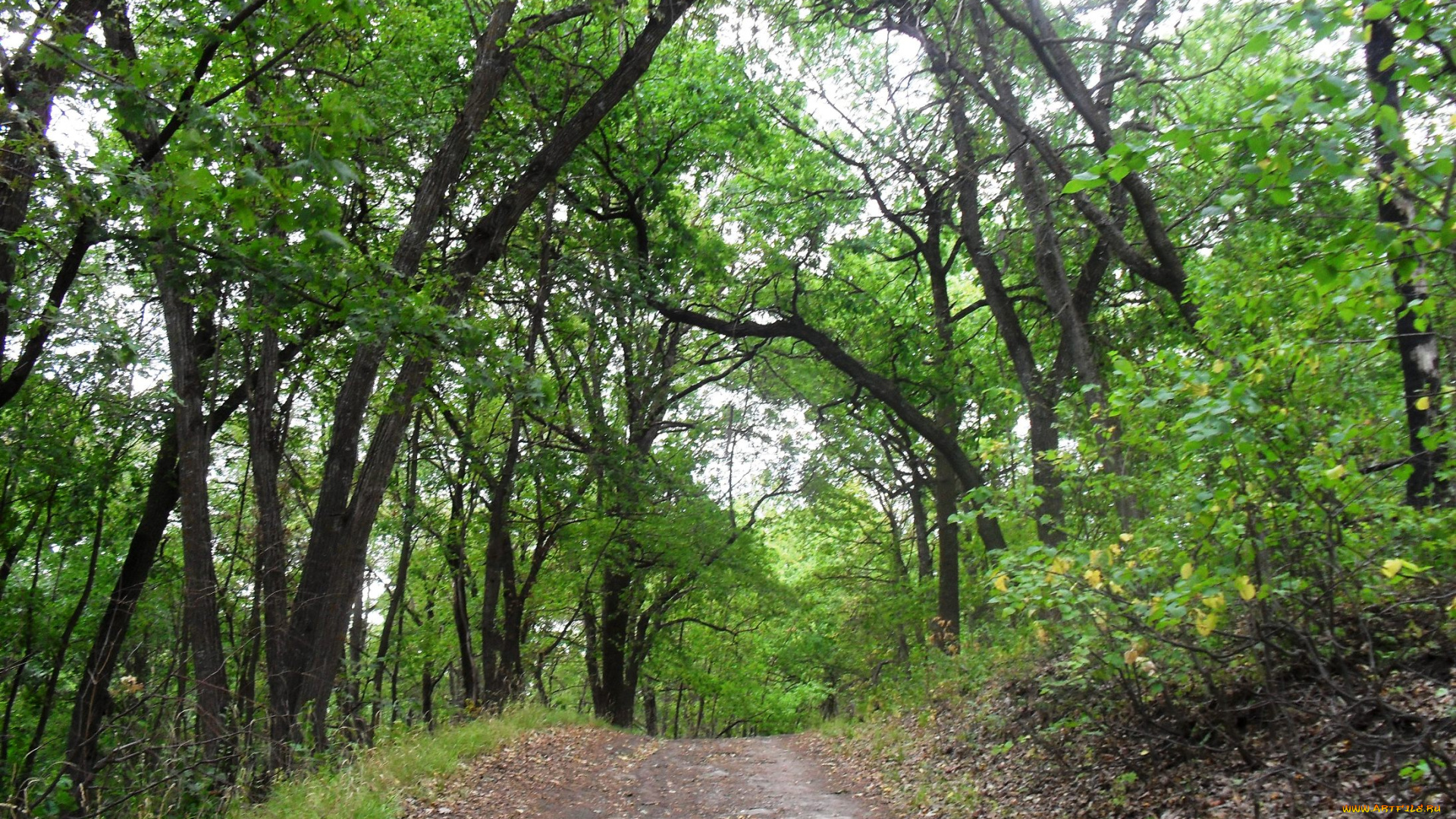 природа, лес, тропа, деревья