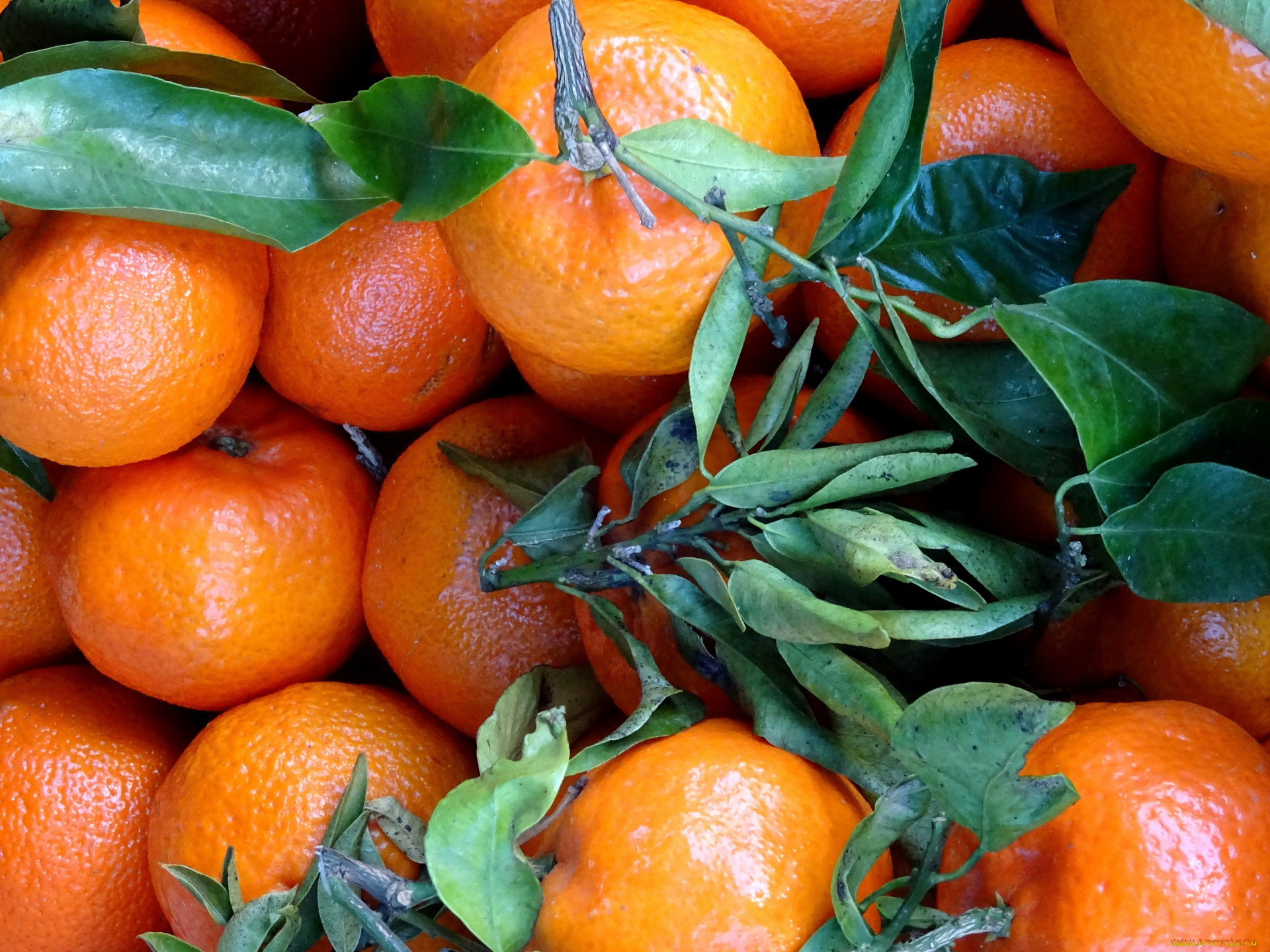 еда, цитрусы, мандарины