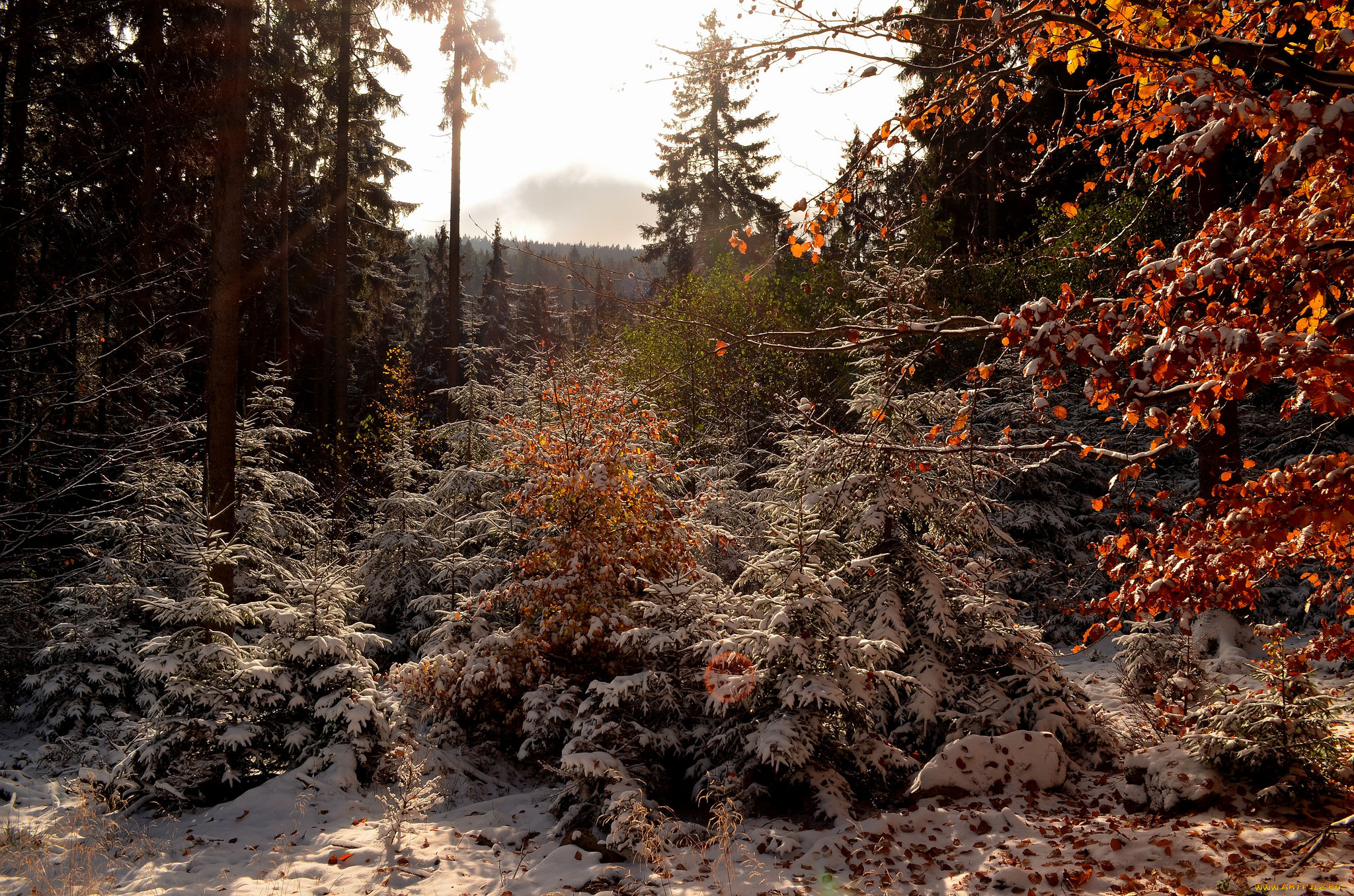 природа, лес, простор