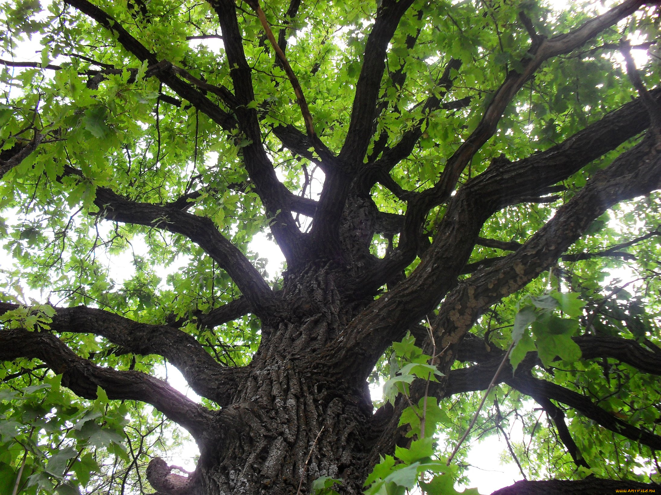 природа, лес, деревья