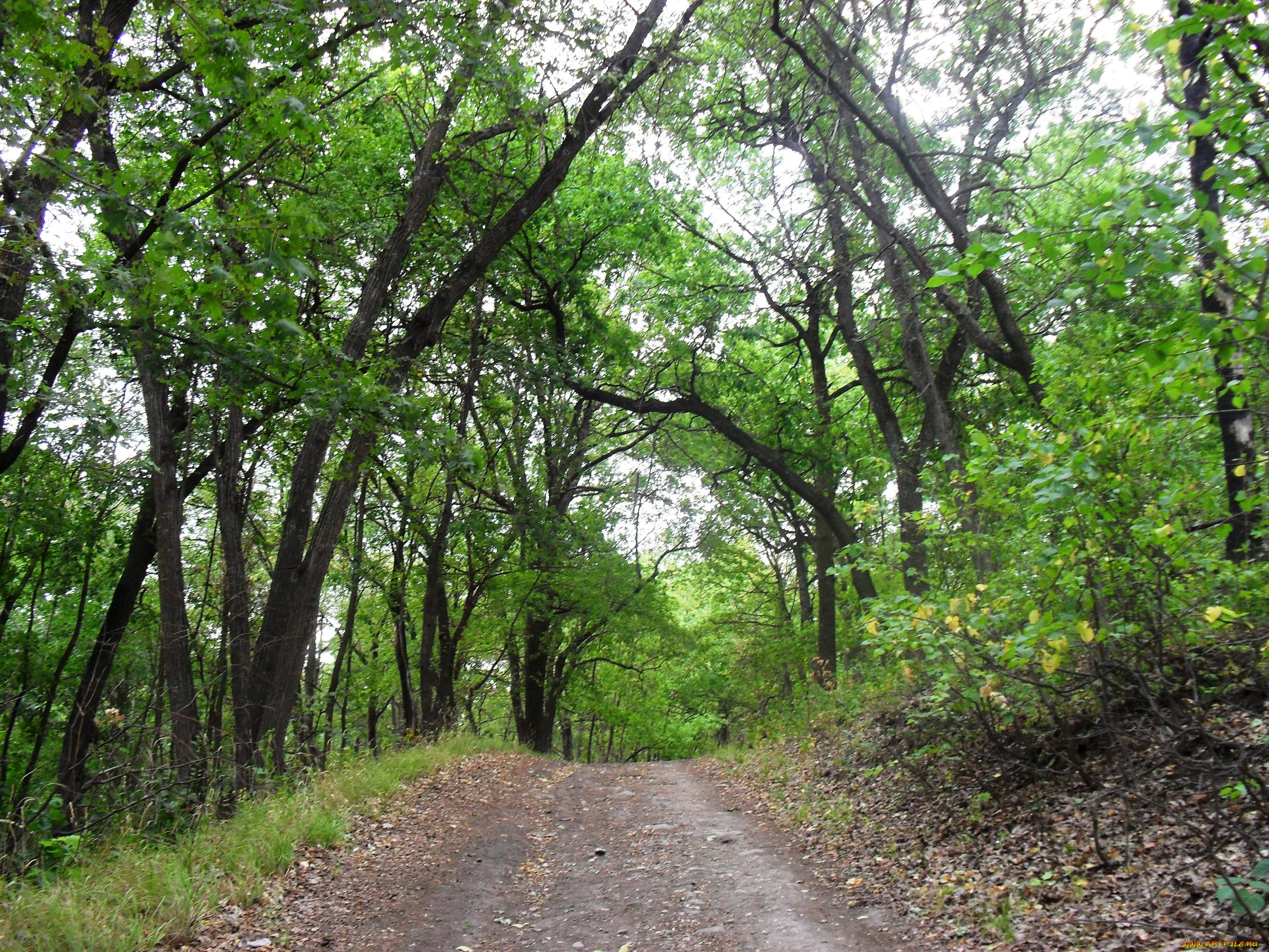 природа, лес, тропа, деревья
