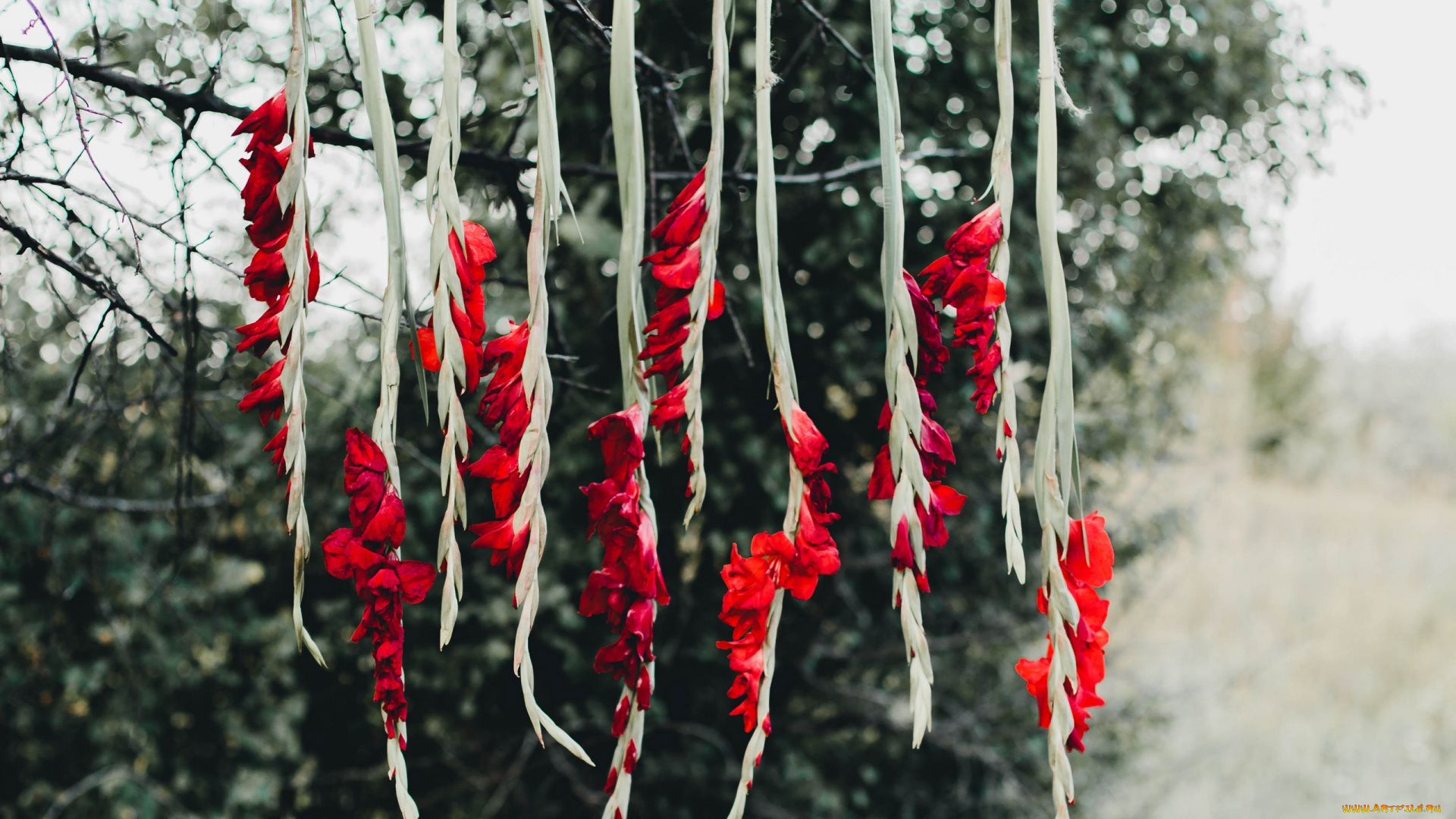 цветы, гладиолусы, алый