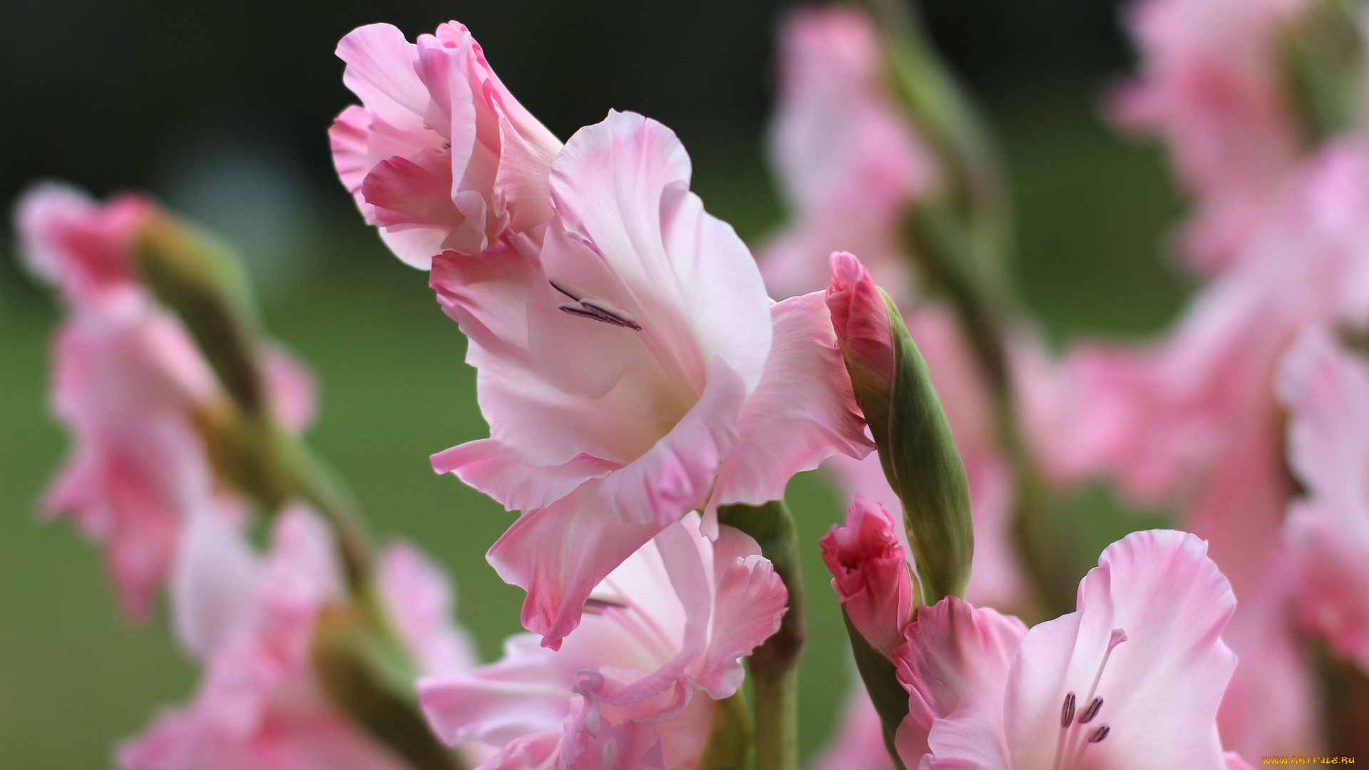 цветы, гладиолусы, розовый