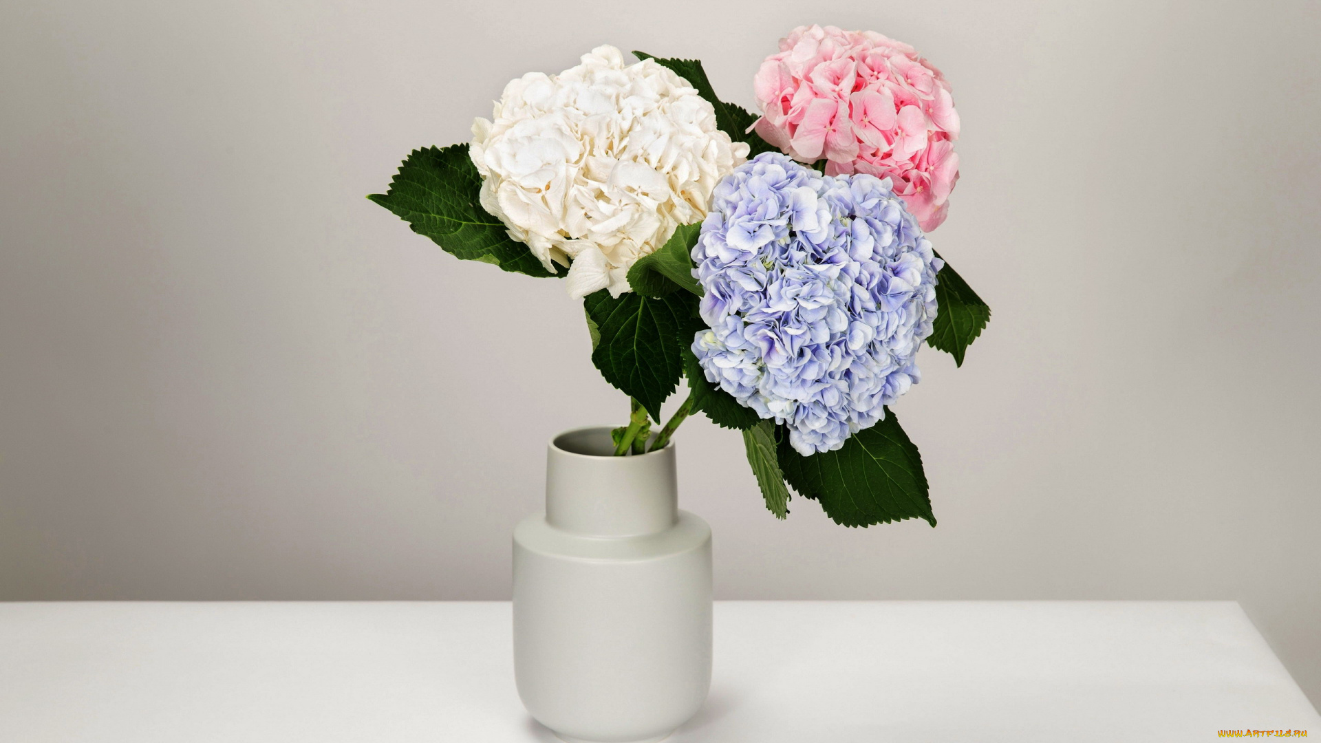цветы, гортензия, букет