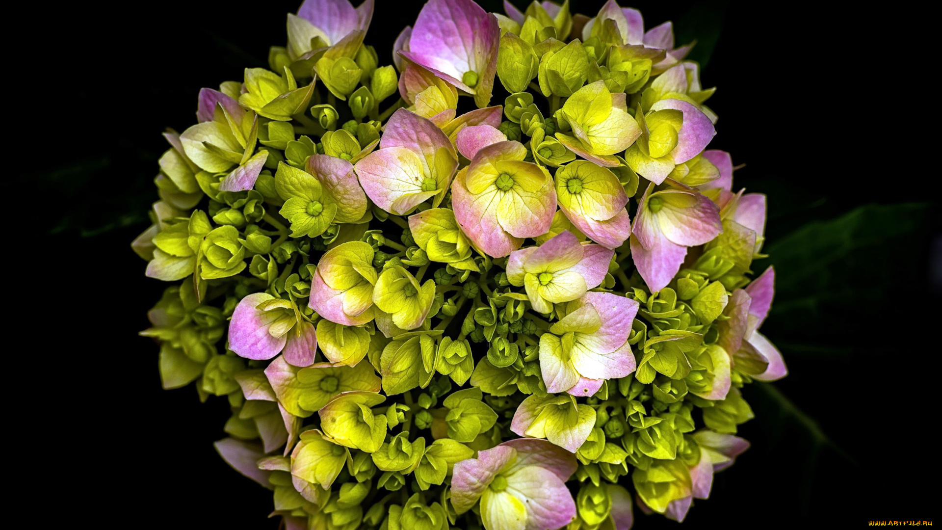 цветы, гортензия, бутоны