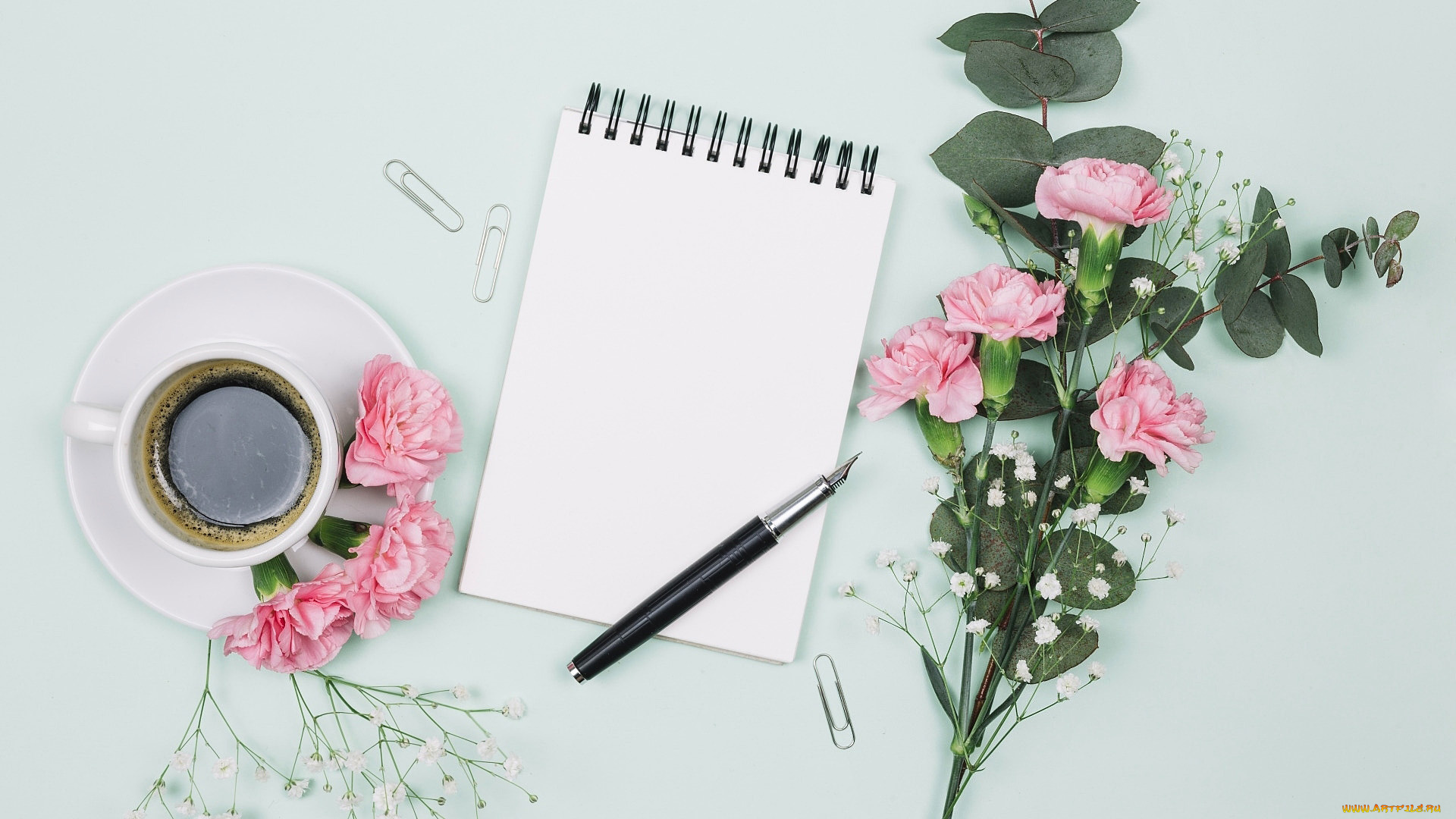 цветы, гвоздики, розовый