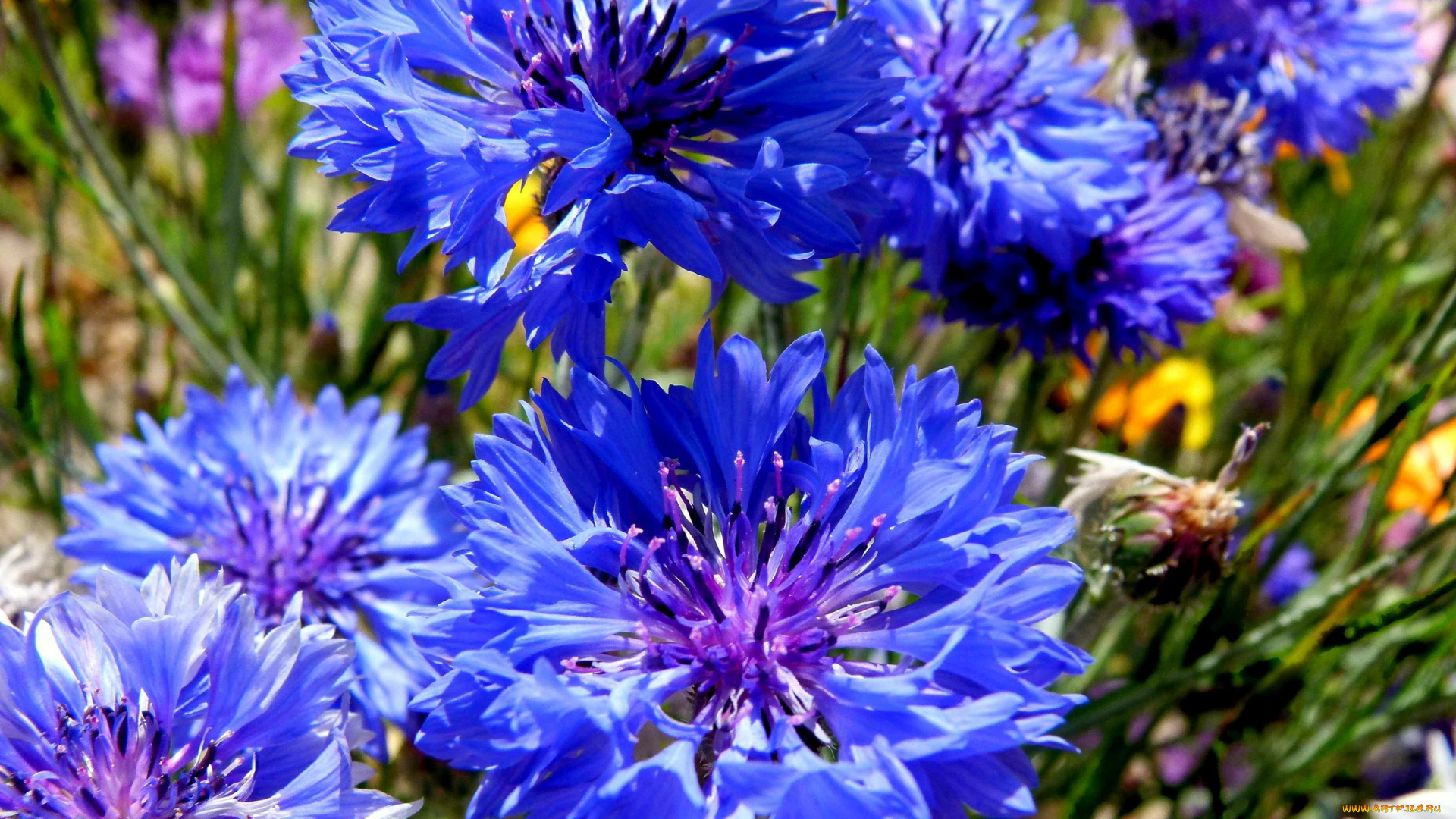 цветы, васильки, синий