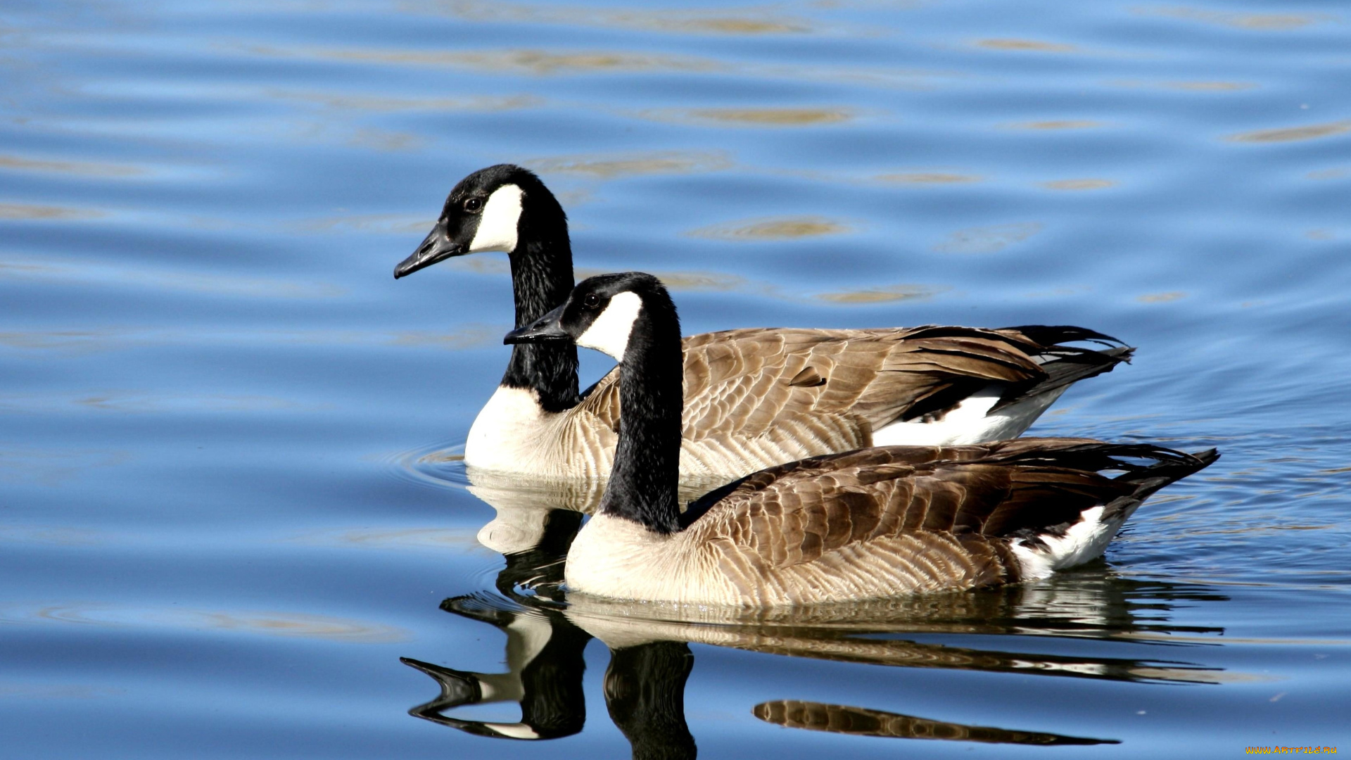 гуси, животные, пара, вода, птицы