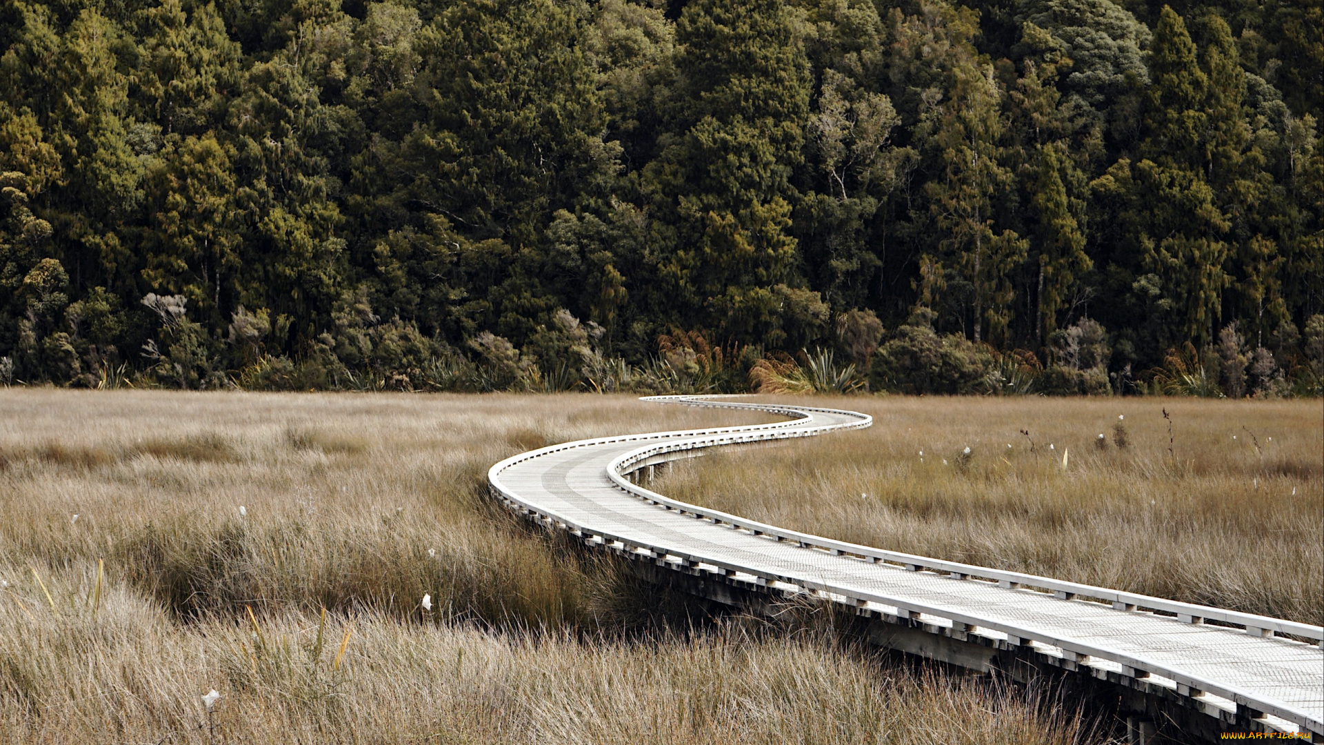 природа, дороги, дорога