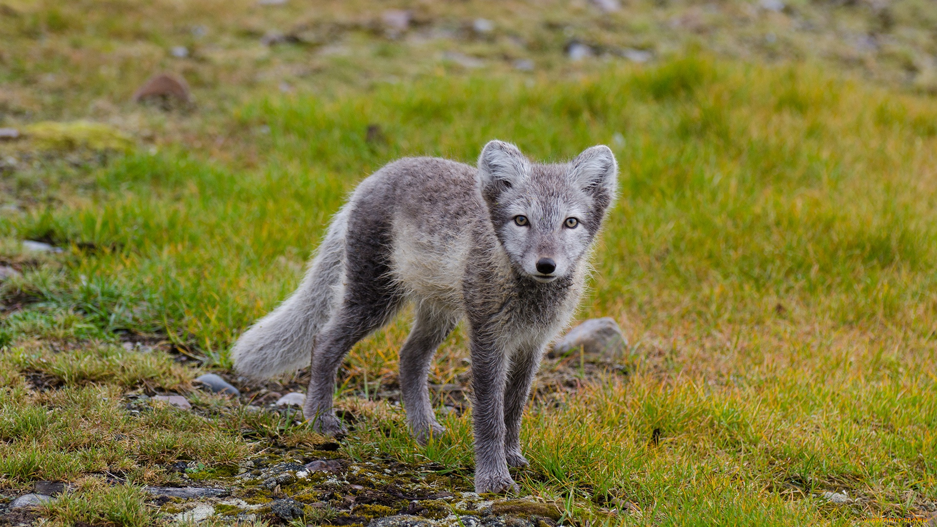 животные, песцы, зверек, песец, трава