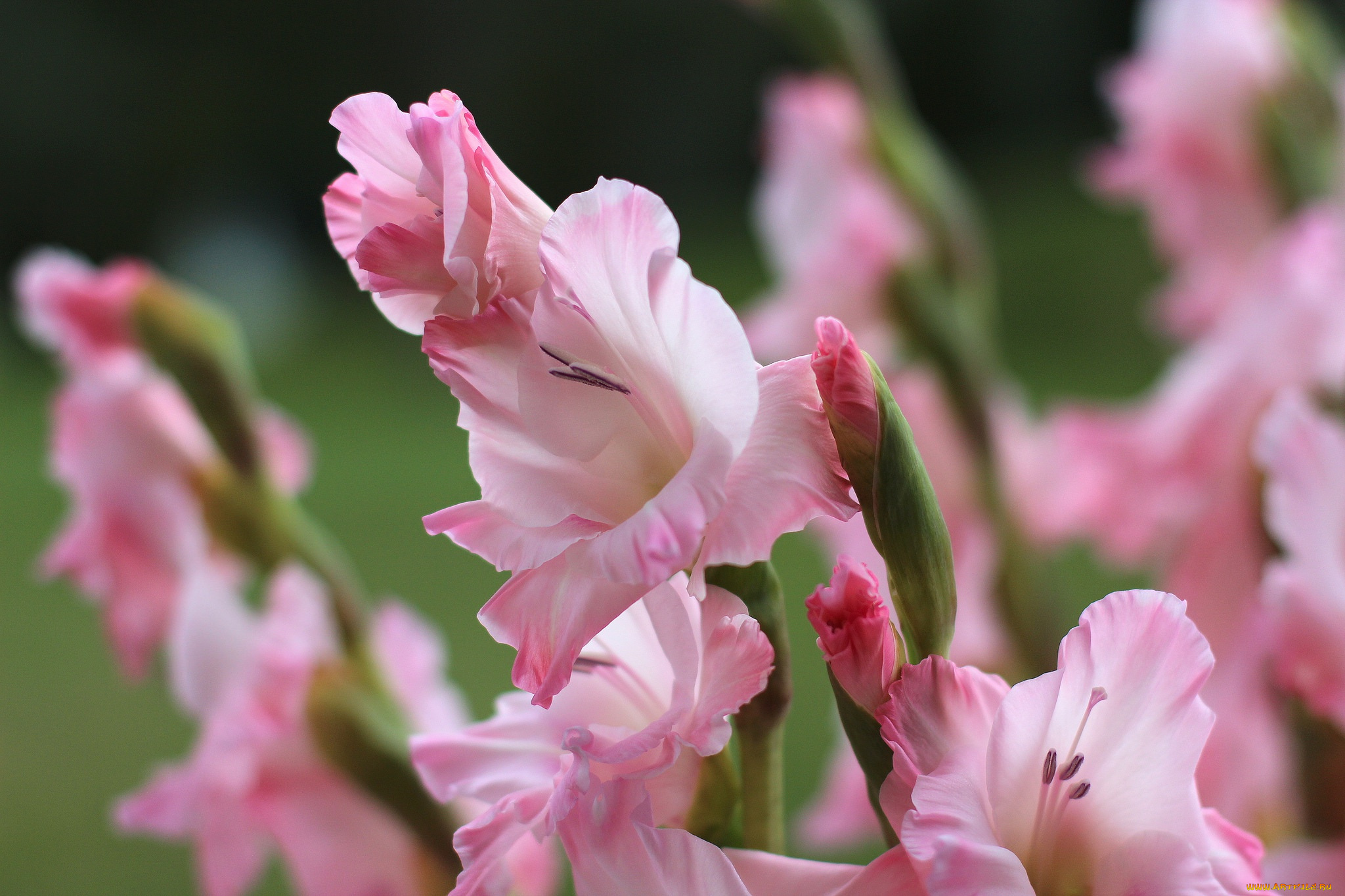 цветы, гладиолусы, розовый