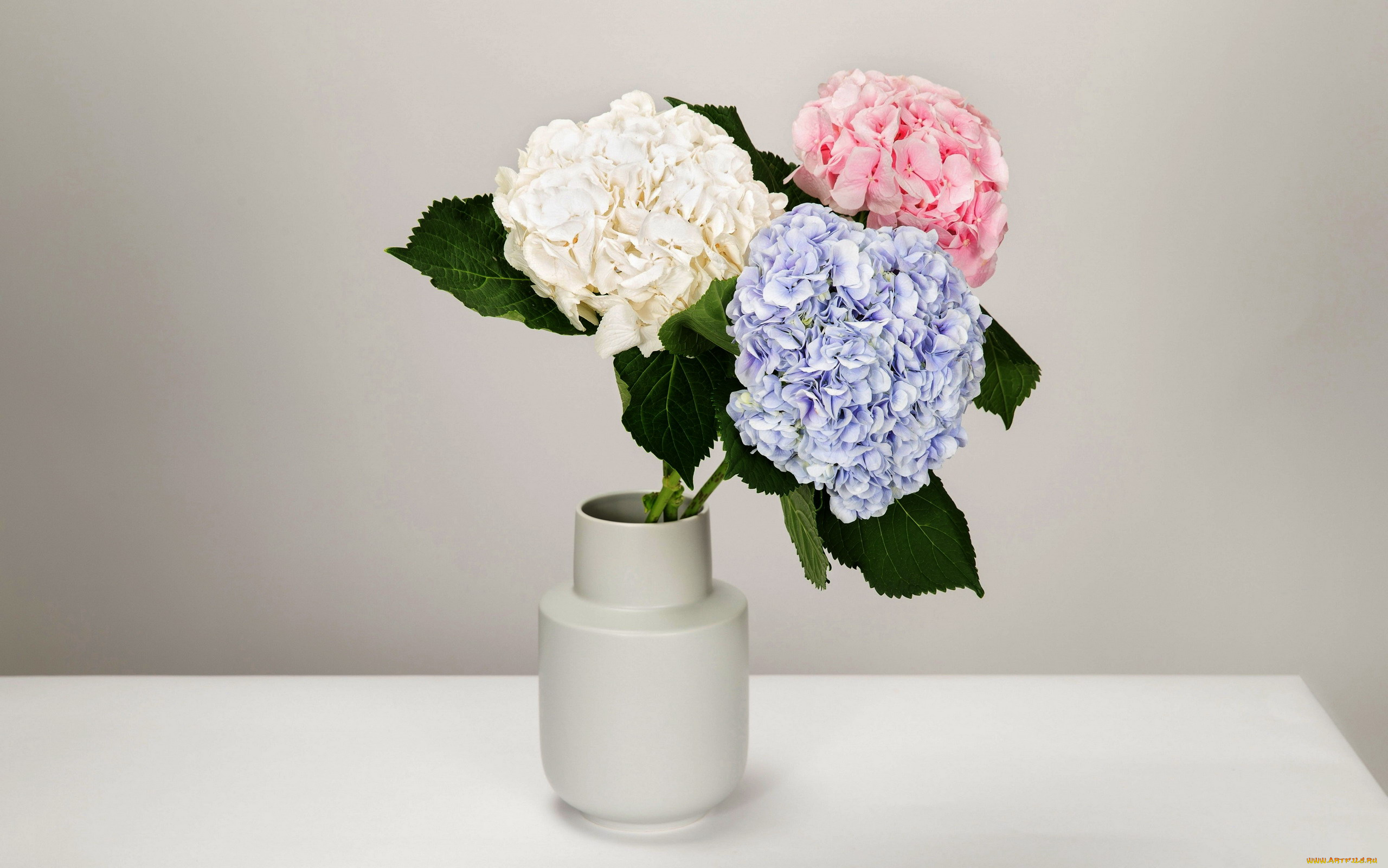 цветы, гортензия, букет