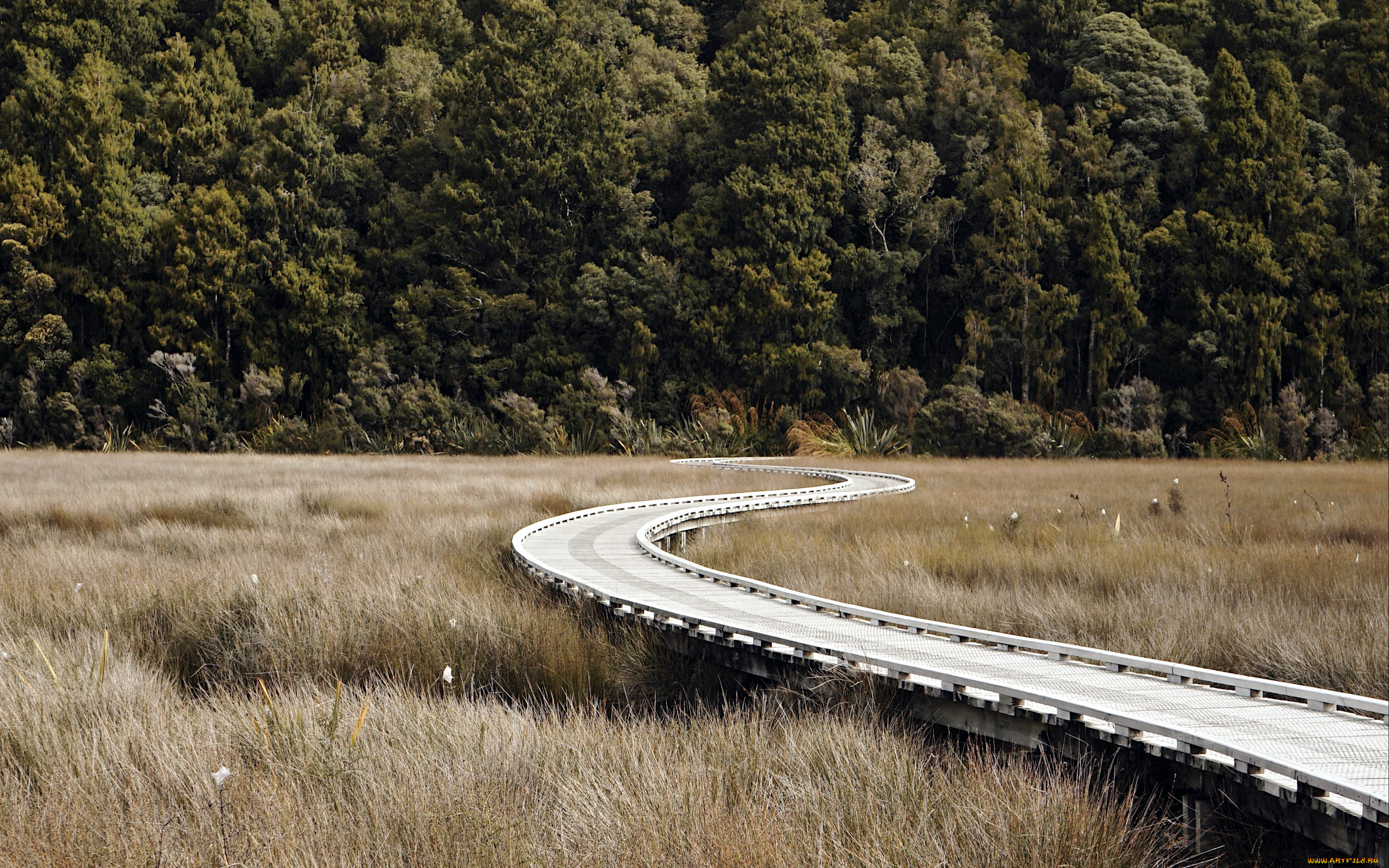 природа, дороги, дорога