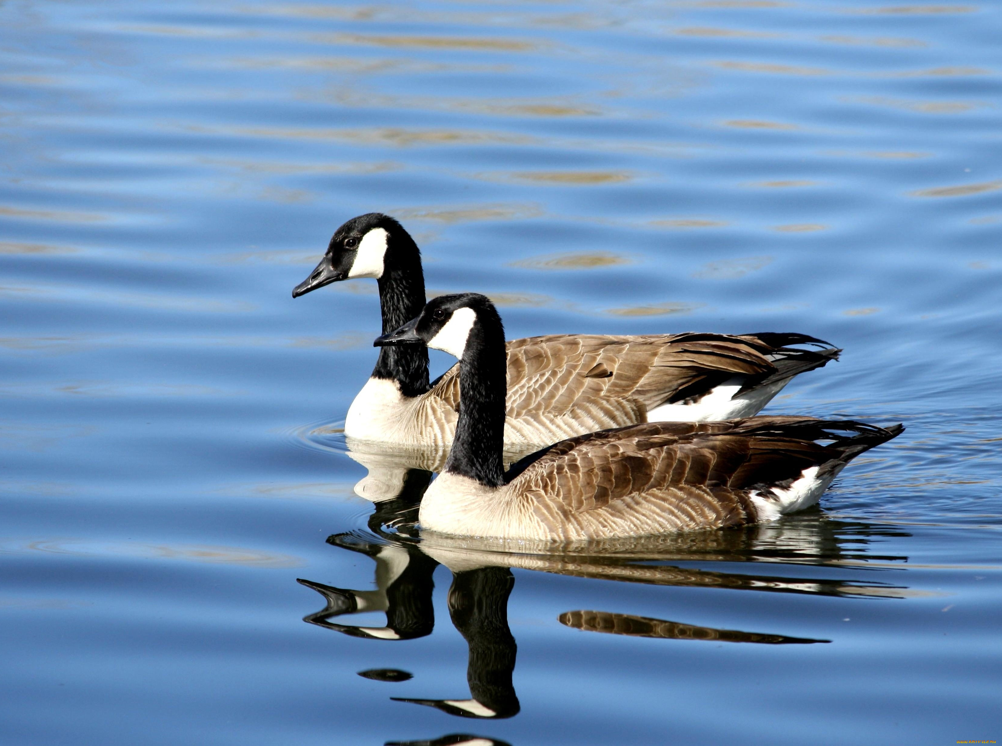 гуси, животные, пара, вода, птицы