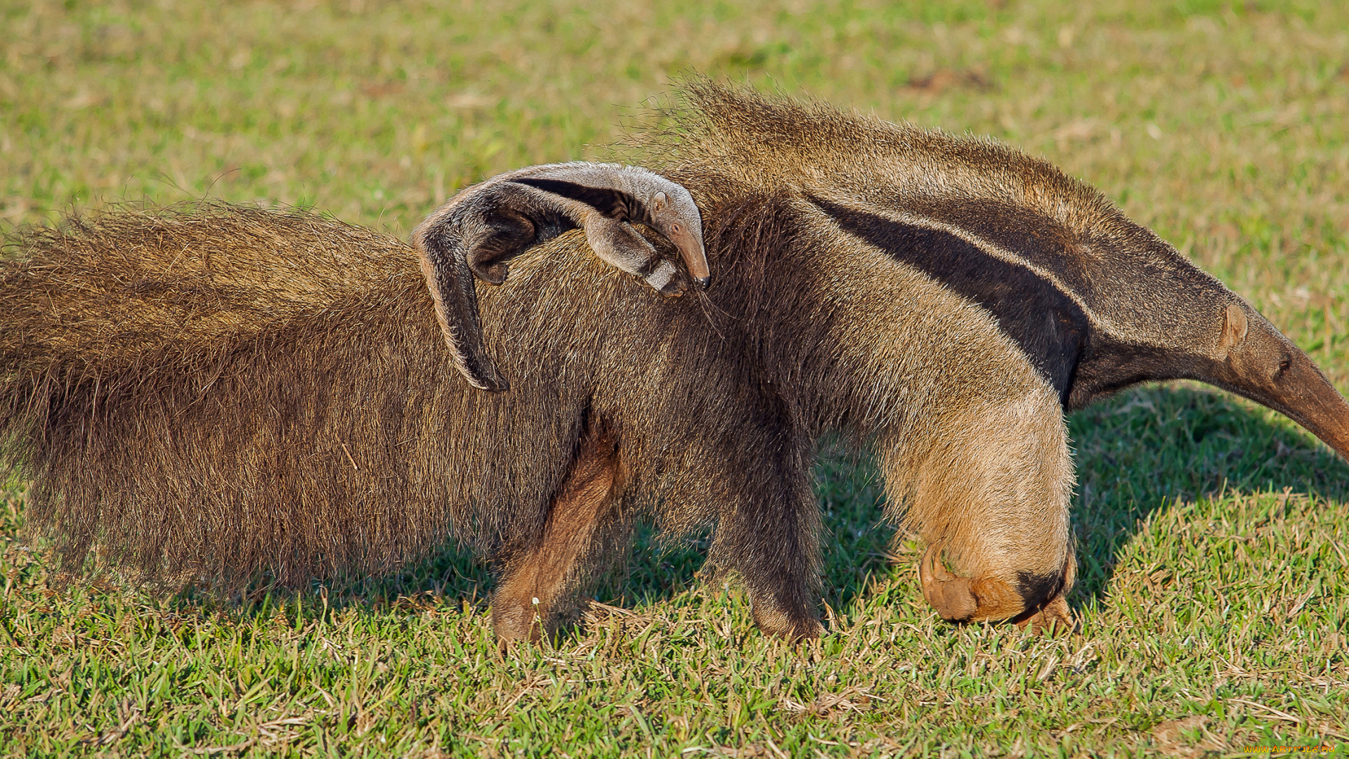 муравьеды, животные, самка, детёныш, млекопитающие, неполнозубые