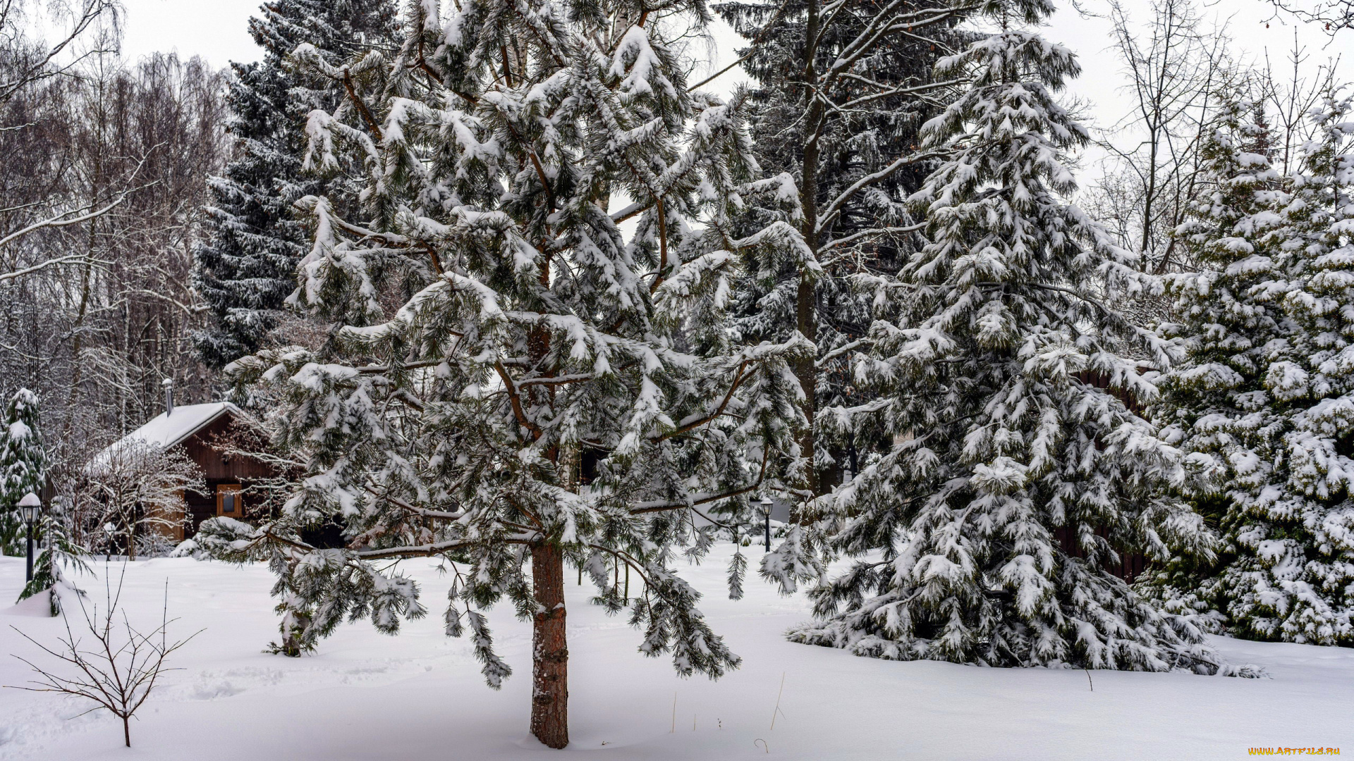 природа, зима, снег, сугробы
