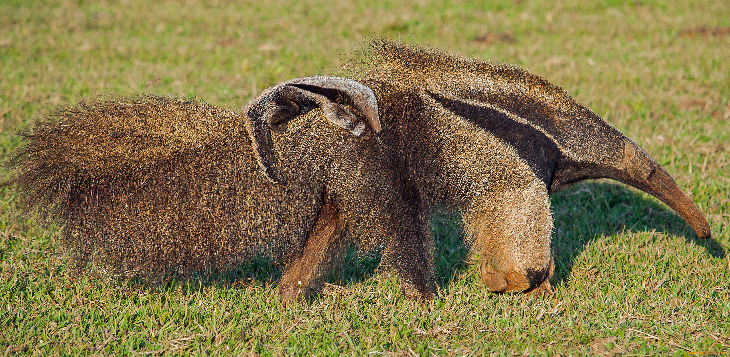 муравьеды, животные, самка, детёныш, млекопитающие, неполнозубые