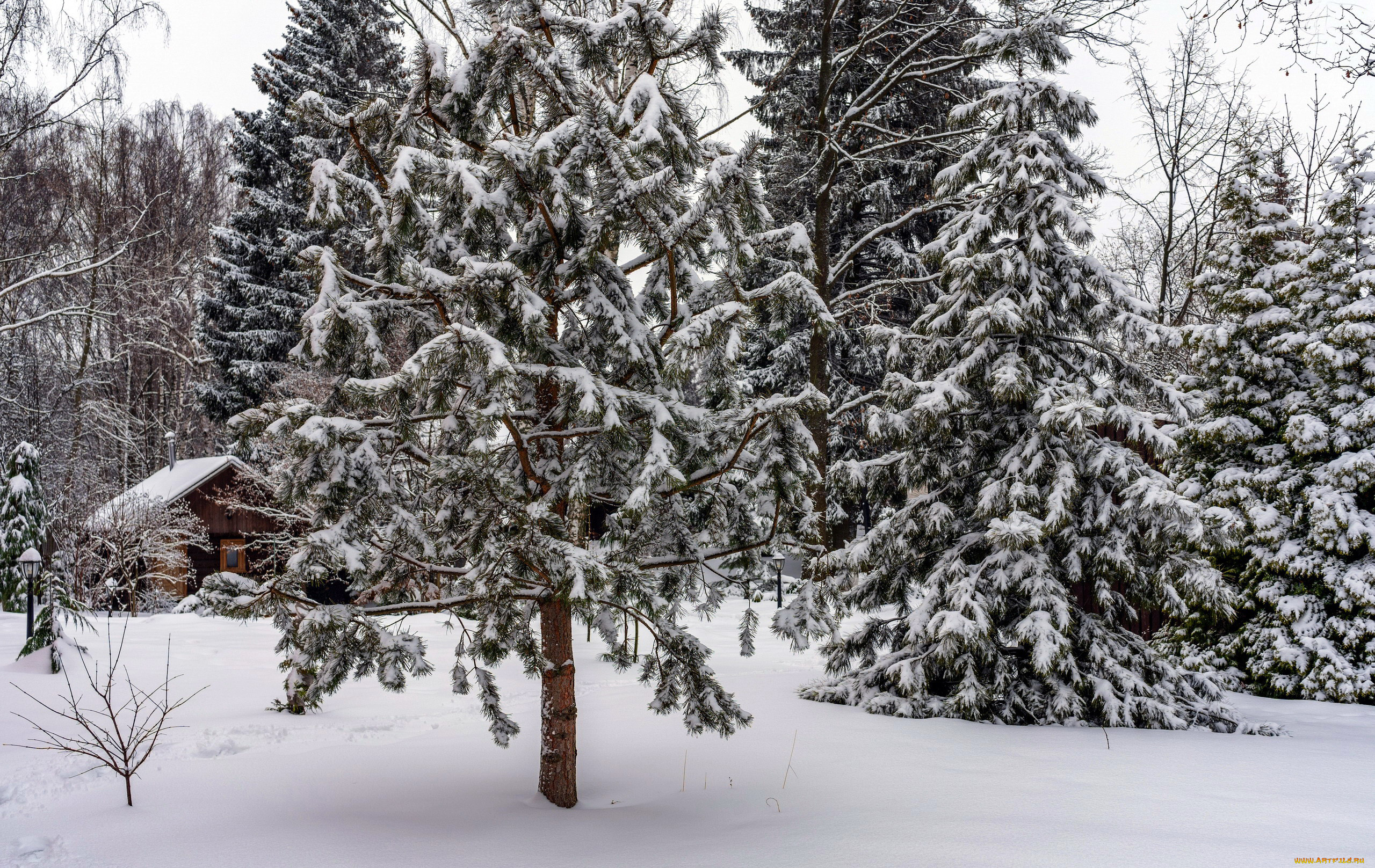 природа, зима, снег, сугробы