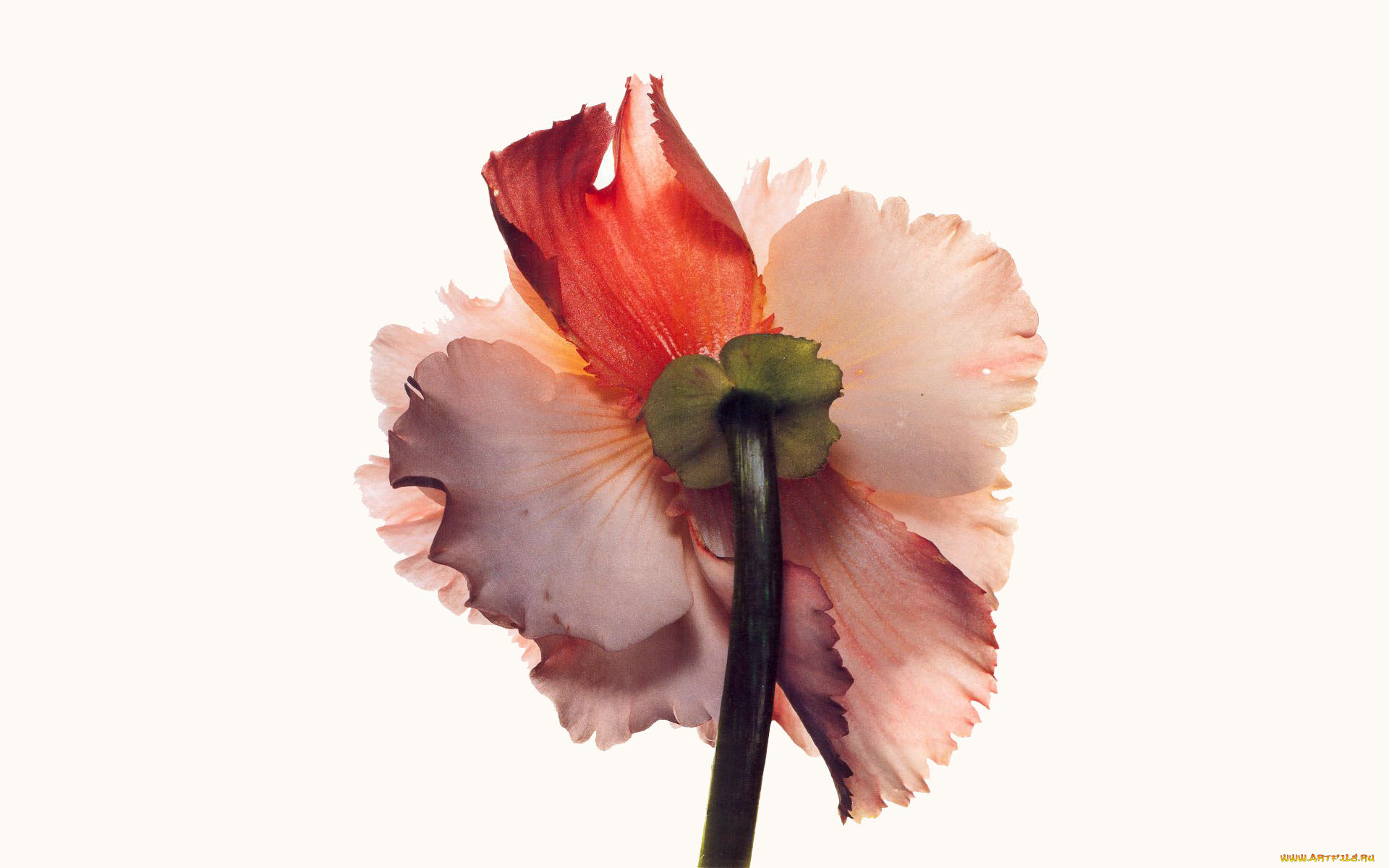 рисованное, цветы, цветок