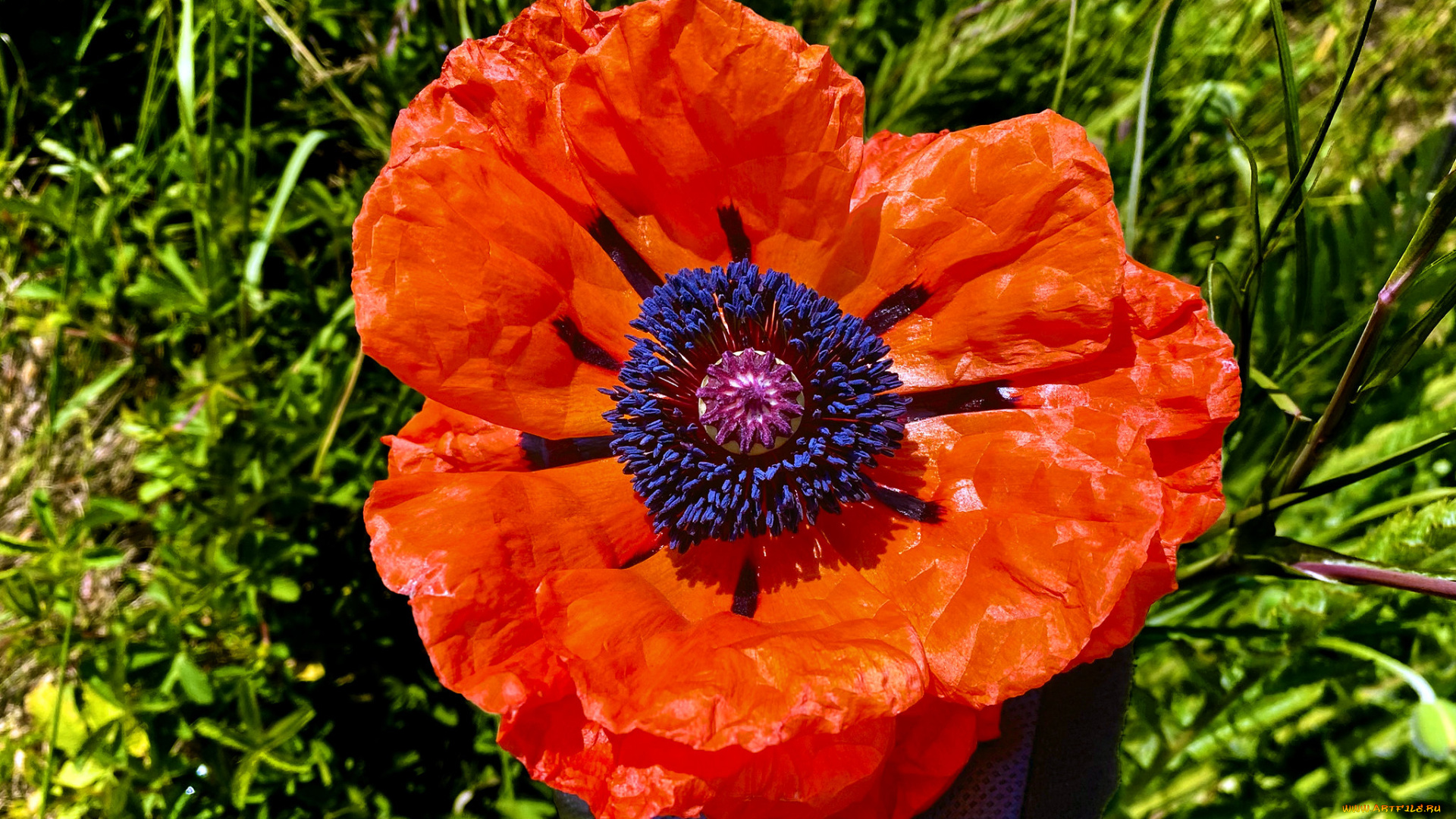 цветы, маки, мак