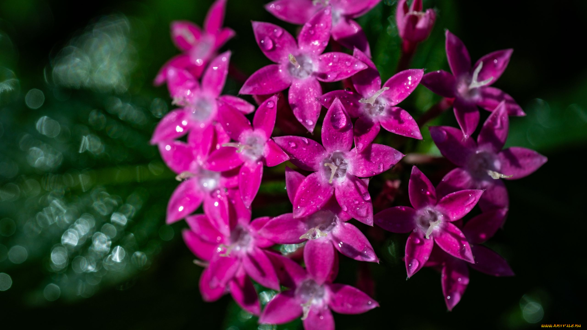 пентас, ланцетный, цветы, пентас, ланцетный