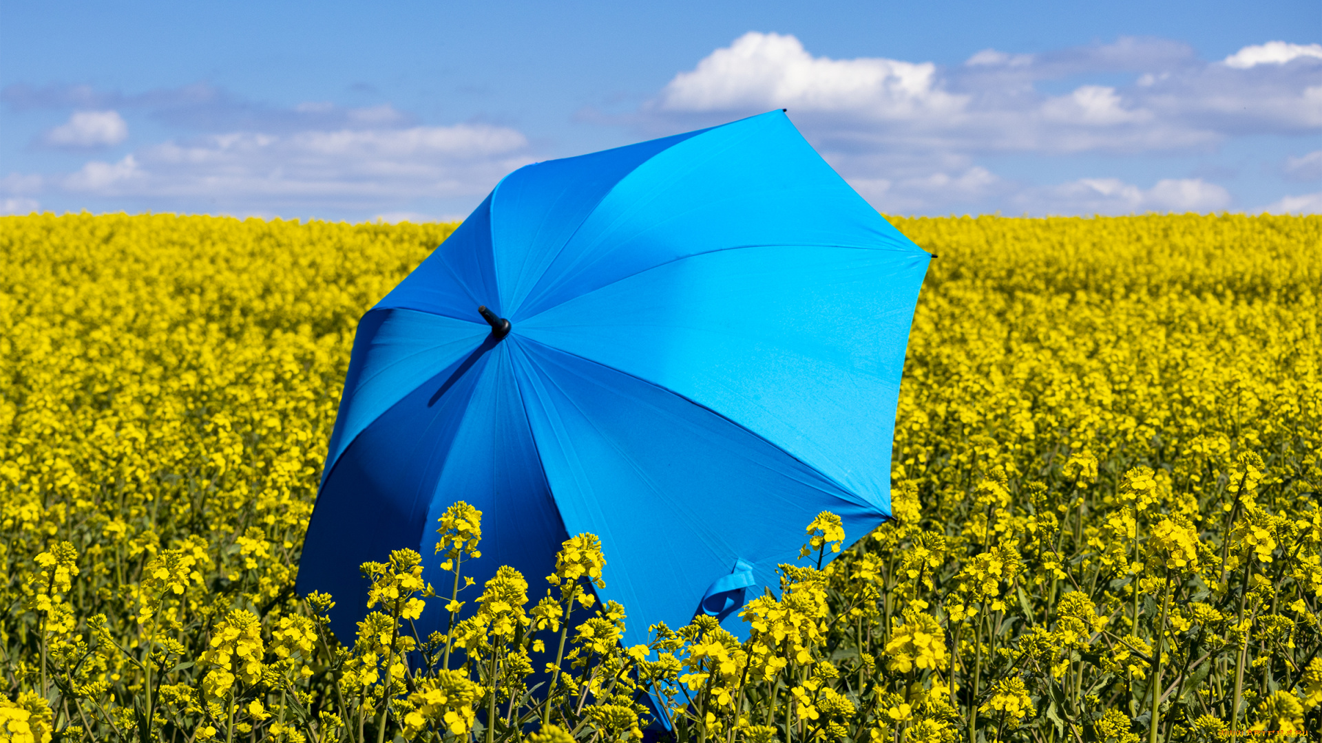 разное, сумки, , кошельки, , зонты, поле, зонт