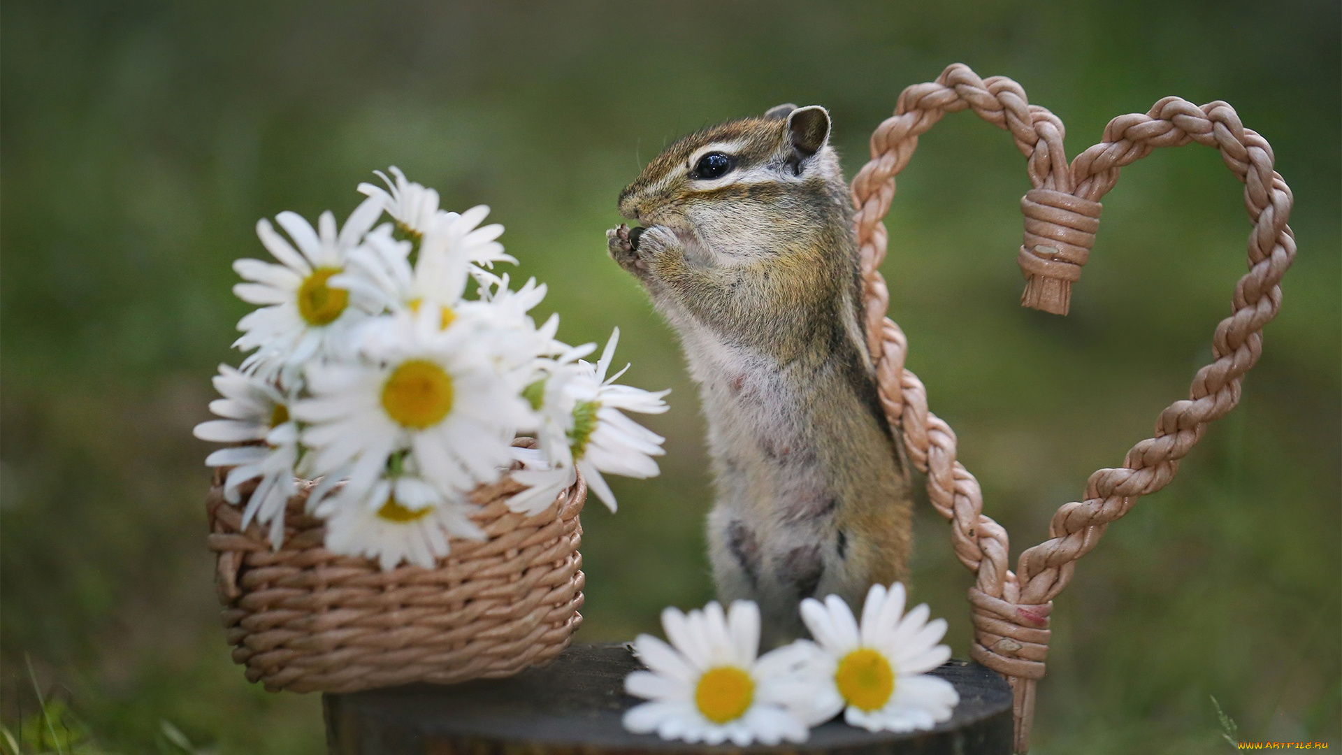 животные, бурундуки, бурундук