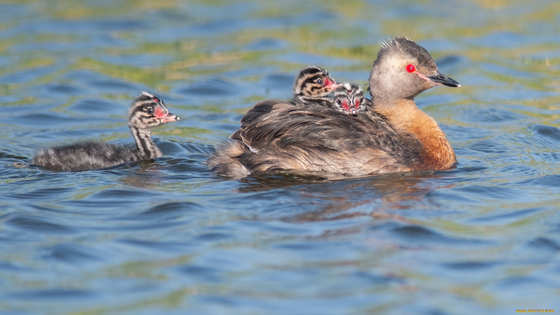 животные, чомги, , поганки, птицы