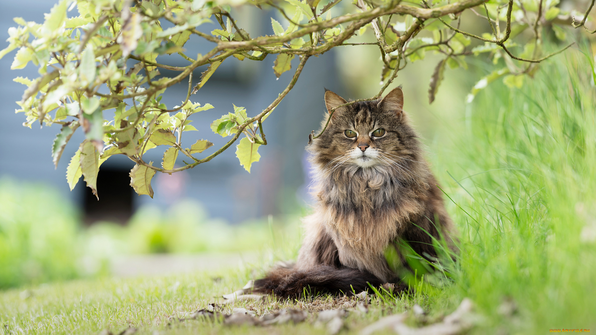 животные, коты, природа, деревья, трава, кот