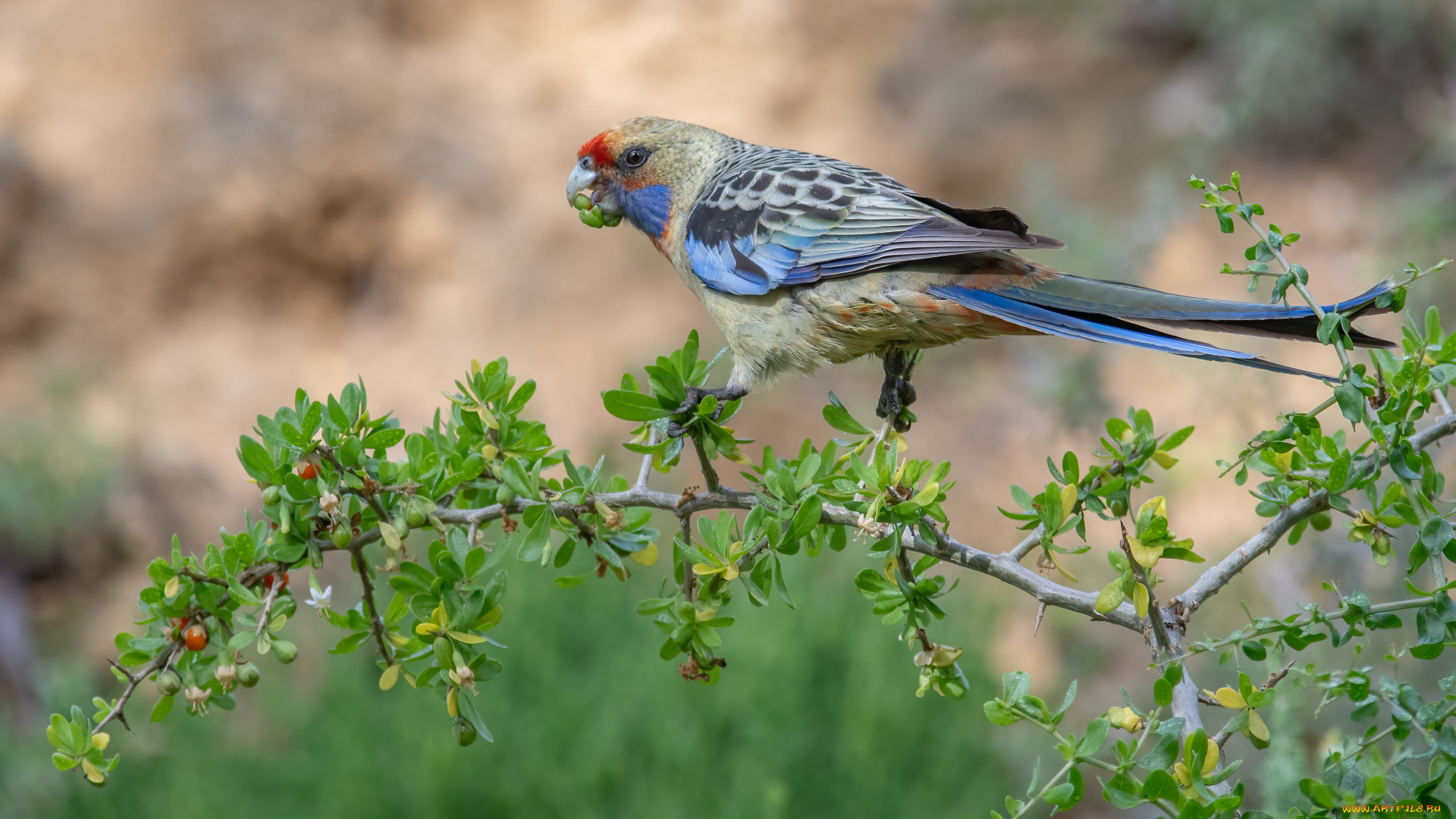 животные, попугаи, попугай