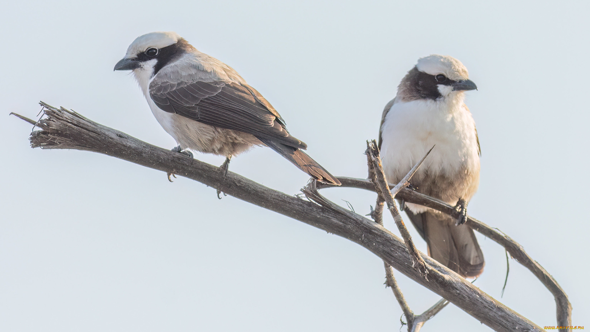 животные, птицы