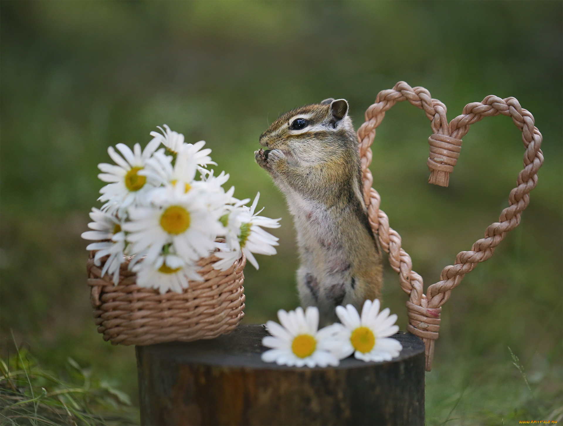 животные, бурундуки, бурундук