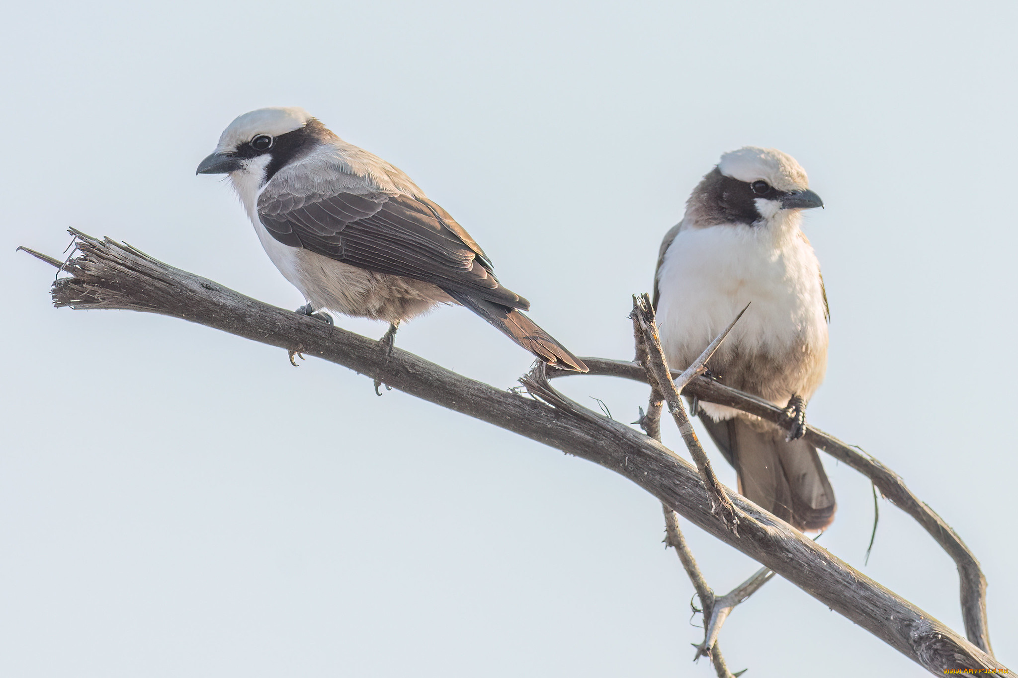 животные, птицы