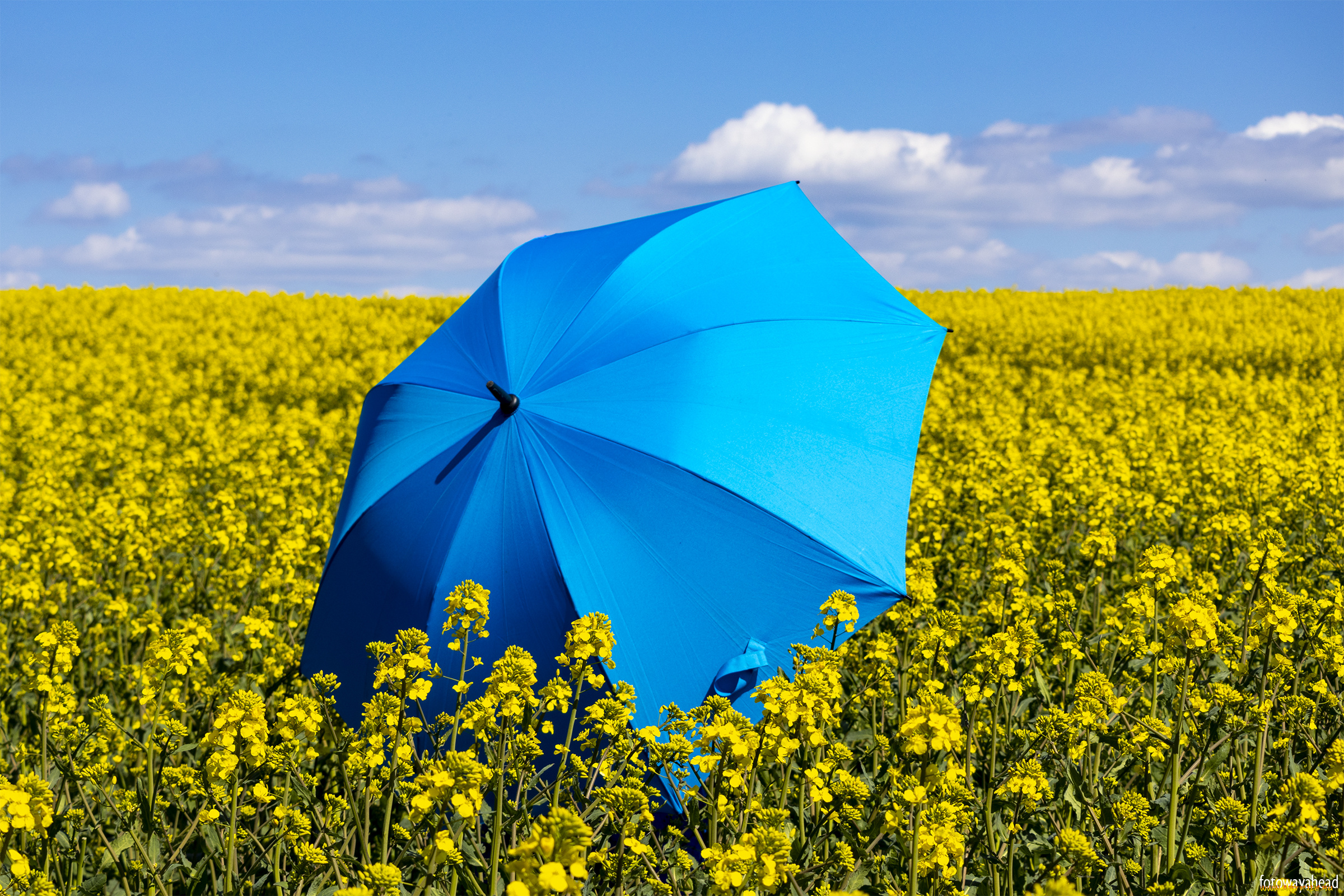 разное, сумки, , кошельки, , зонты, поле, зонт