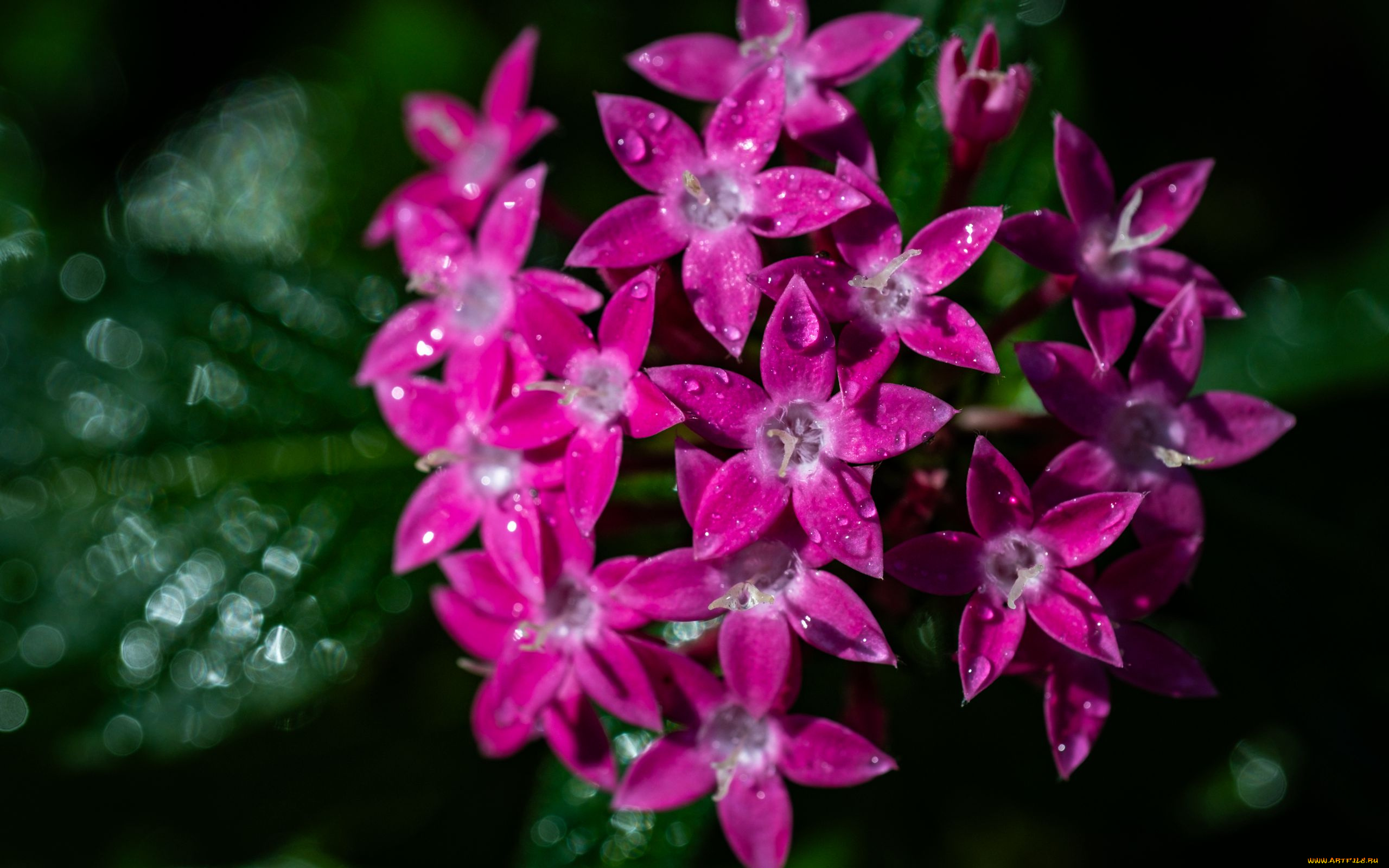 пентас, ланцетный, цветы, пентас, ланцетный