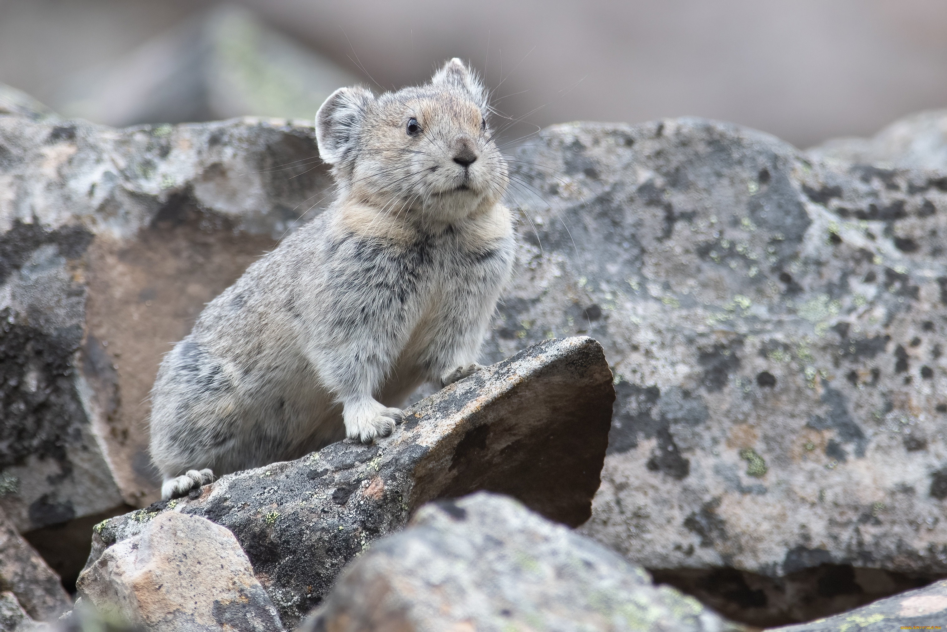 животные, крысы, , мыши, грызун