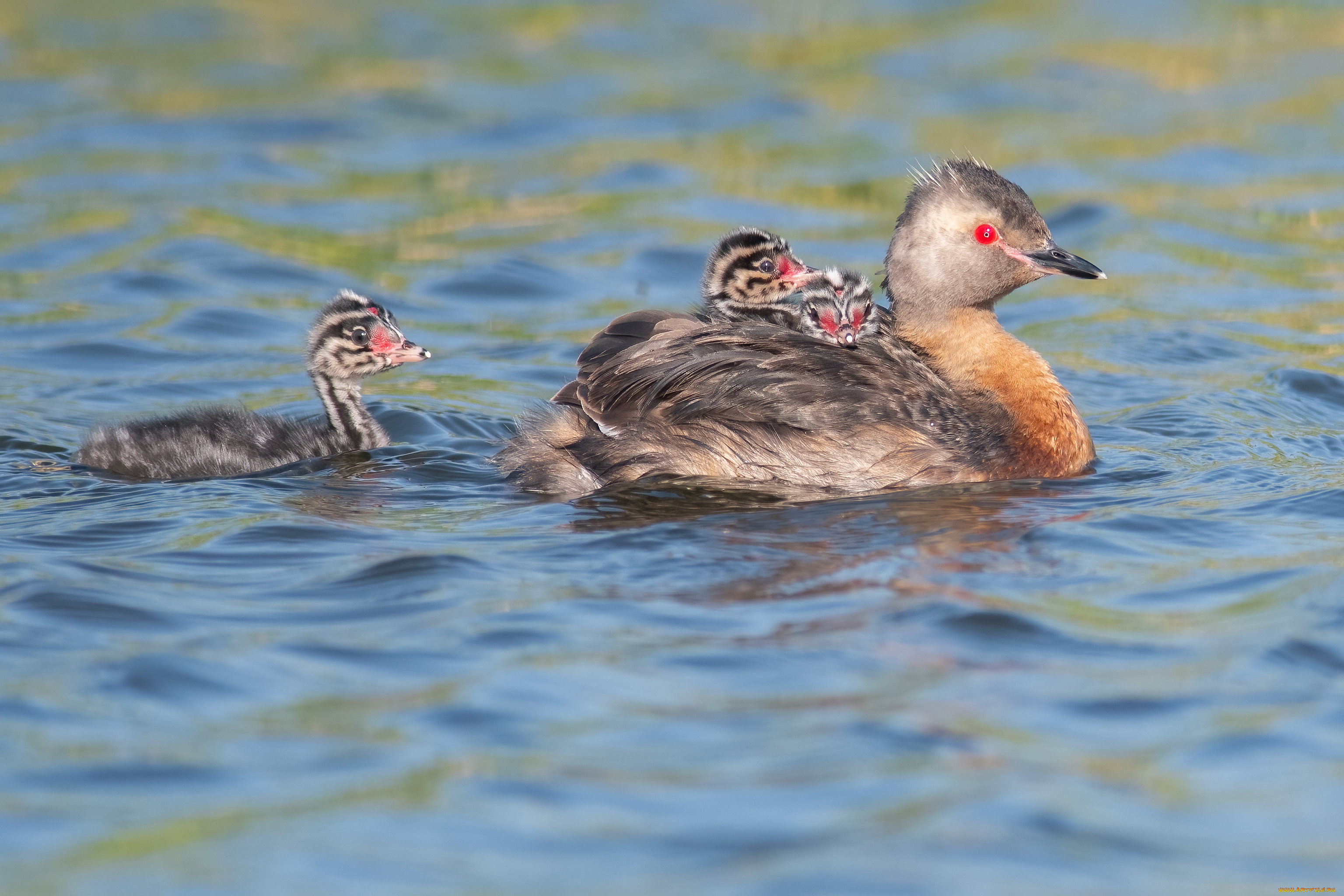 животные, чомги, , поганки, птицы