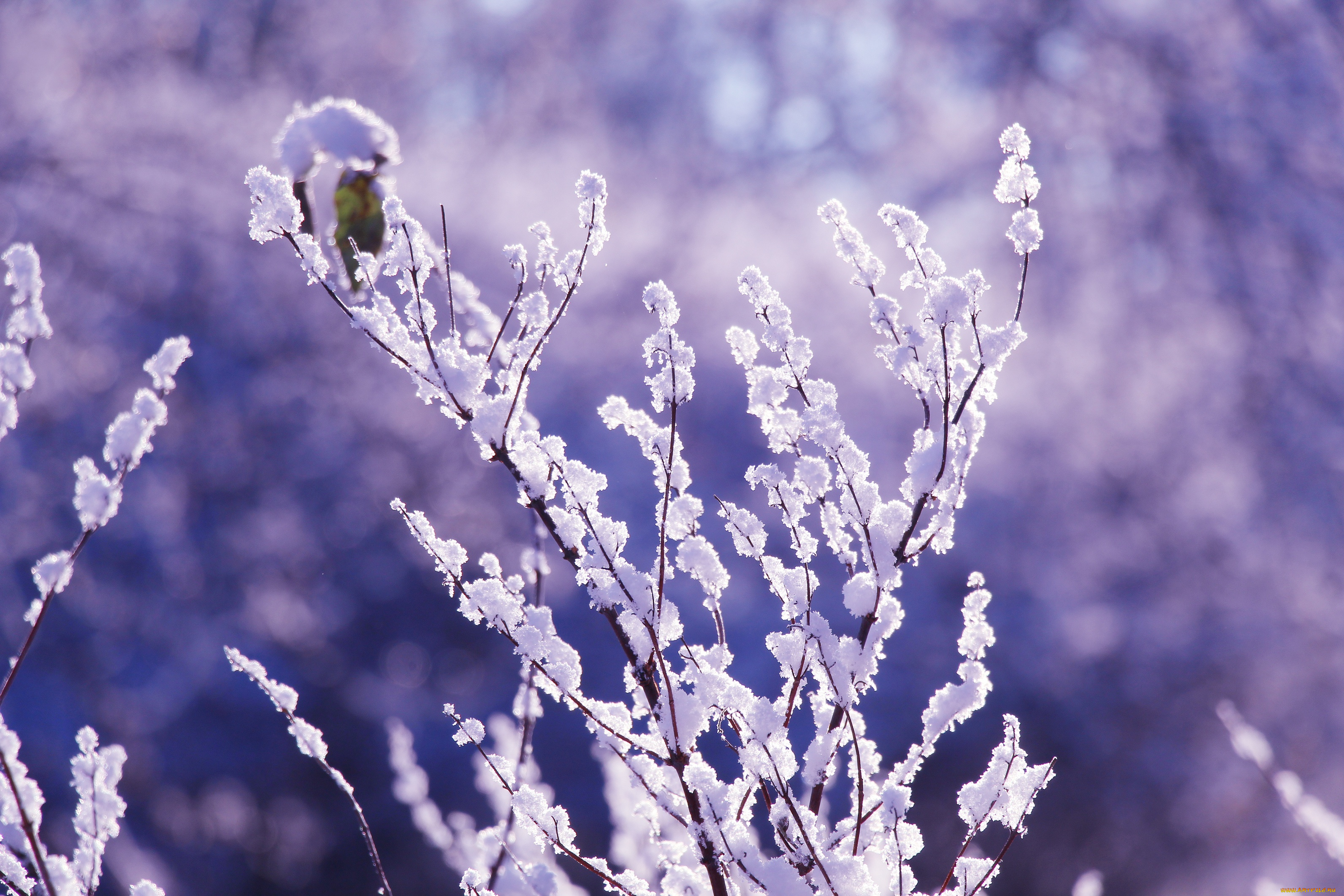 природа, зима, снег