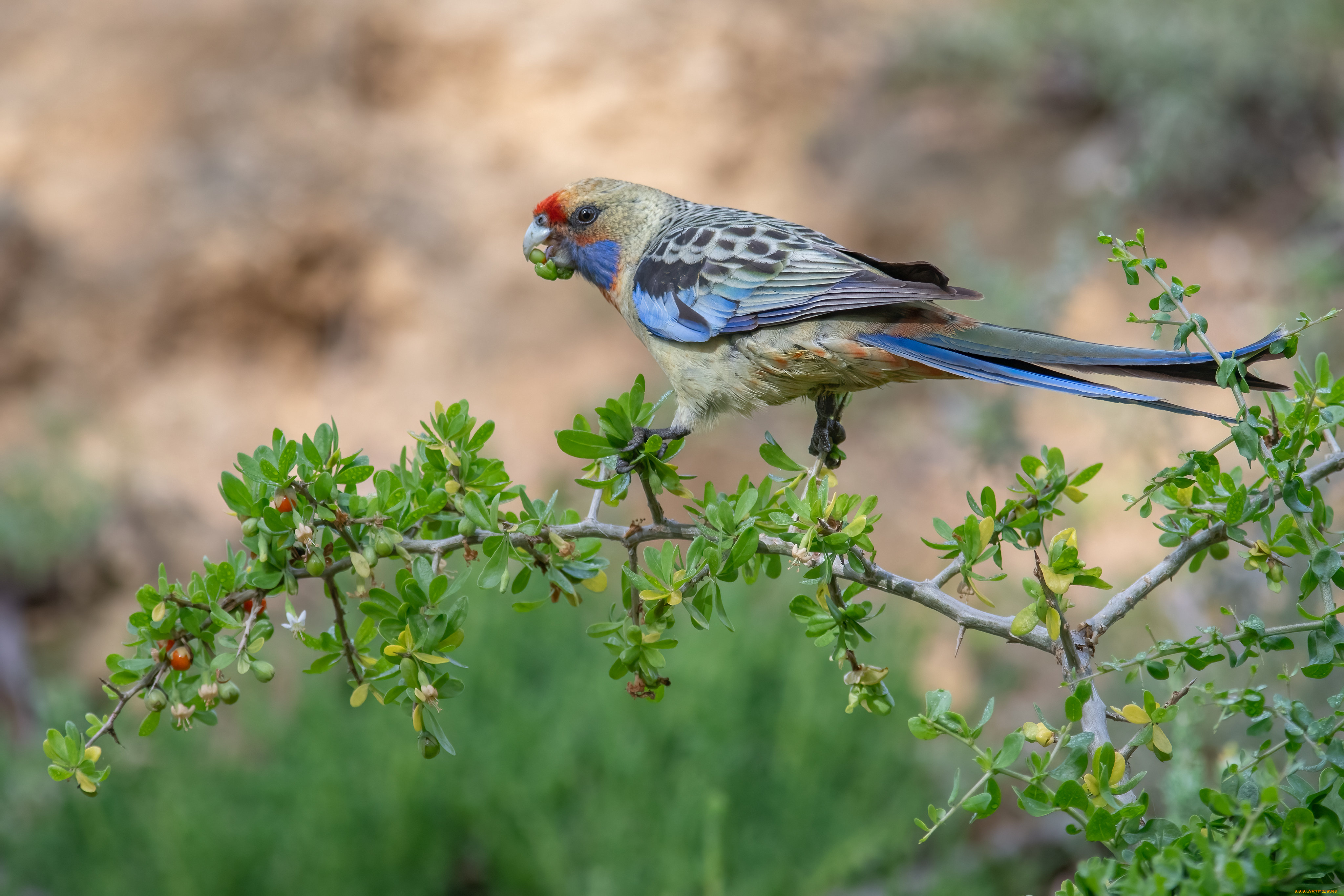 животные, попугаи, попугай